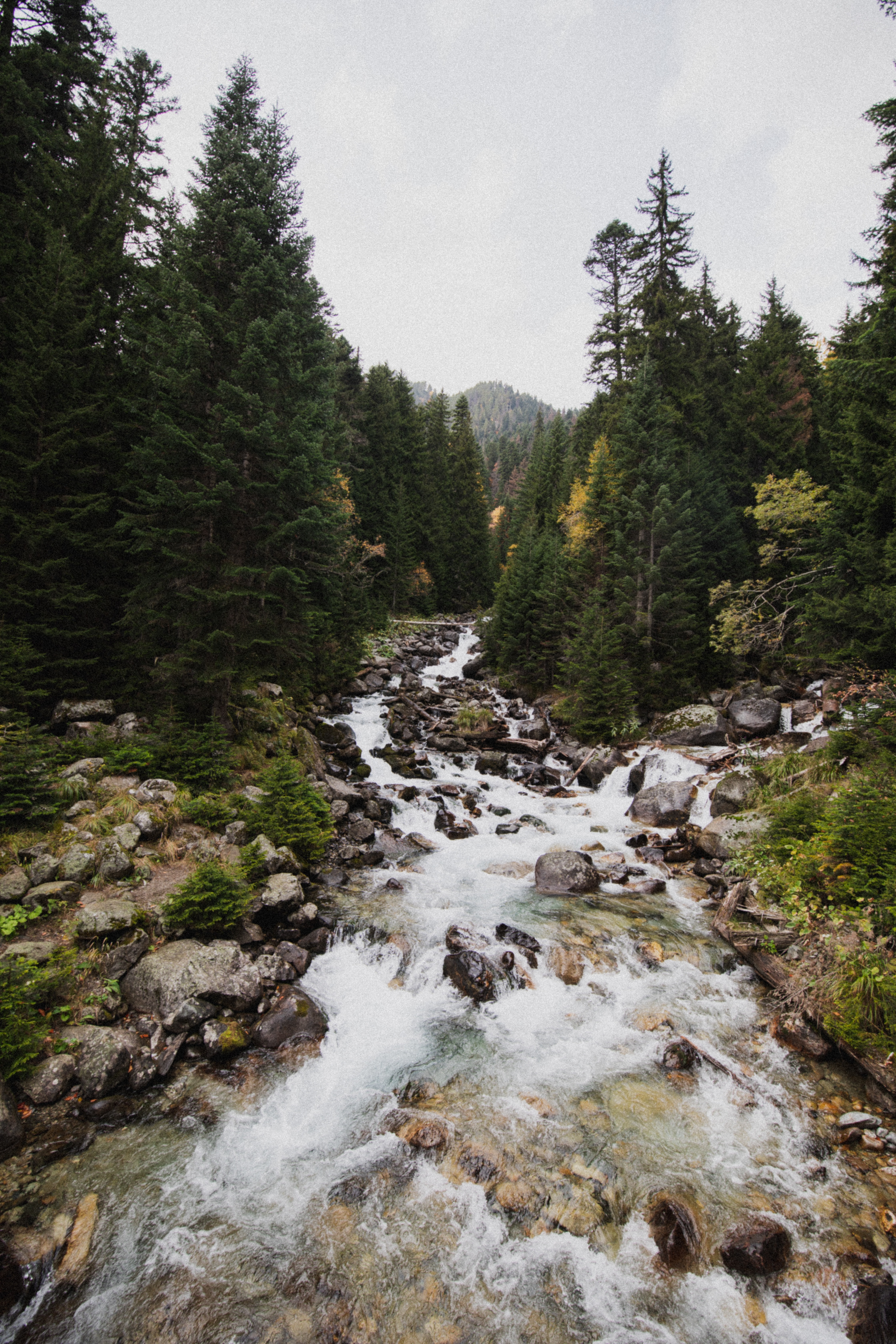 Download mobile wallpaper Spruce, Fir, Stream, Flow, Rivers, Stones, Nature for free.