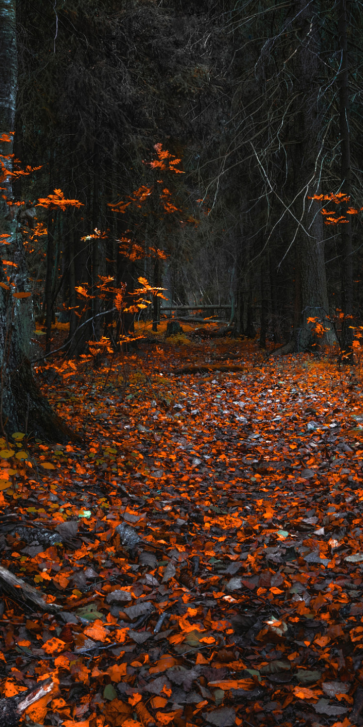 無料モバイル壁紙自然, 秋, 葉, 道, 森, 地球をダウンロードします。
