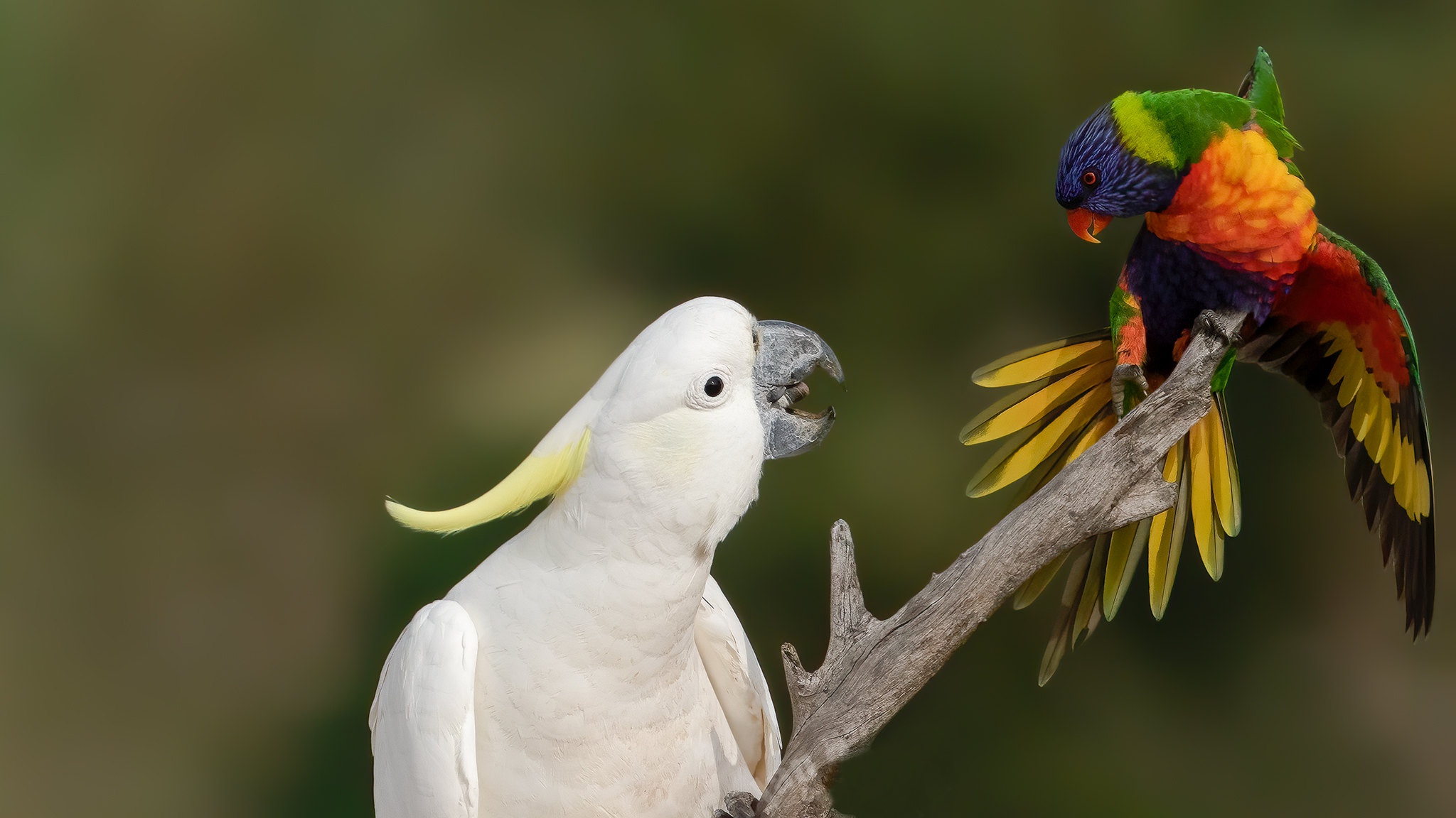 491939 Bild herunterladen tiere, papagei, vogel, allfarblori, schwefel haubenkakadu, vögel - Hintergrundbilder und Bildschirmschoner kostenlos
