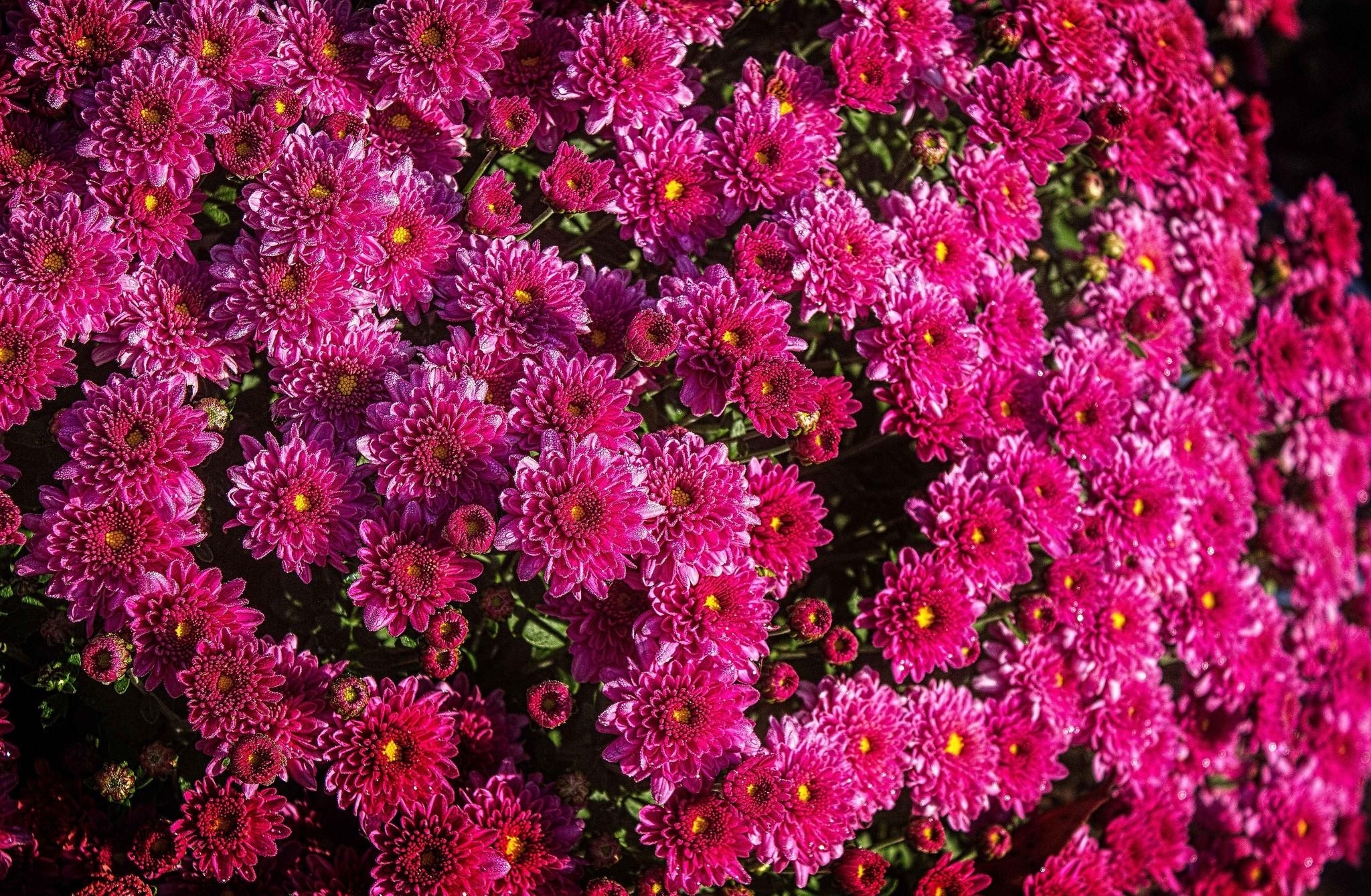 Download mobile wallpaper Flowerbed, Chrysanthemum, Close Up, Flower Bed, Flowers for free.