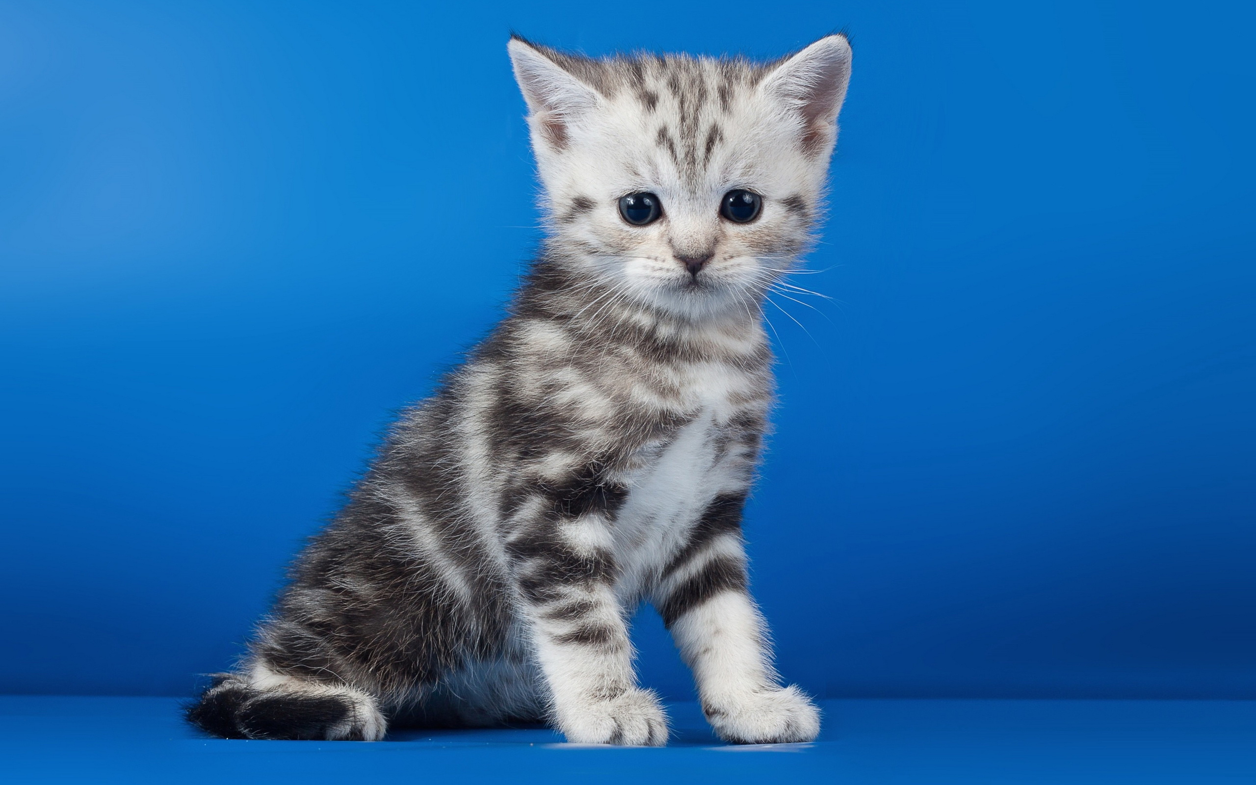 Baixe gratuitamente a imagem Animais, Gatos, Gato na área de trabalho do seu PC