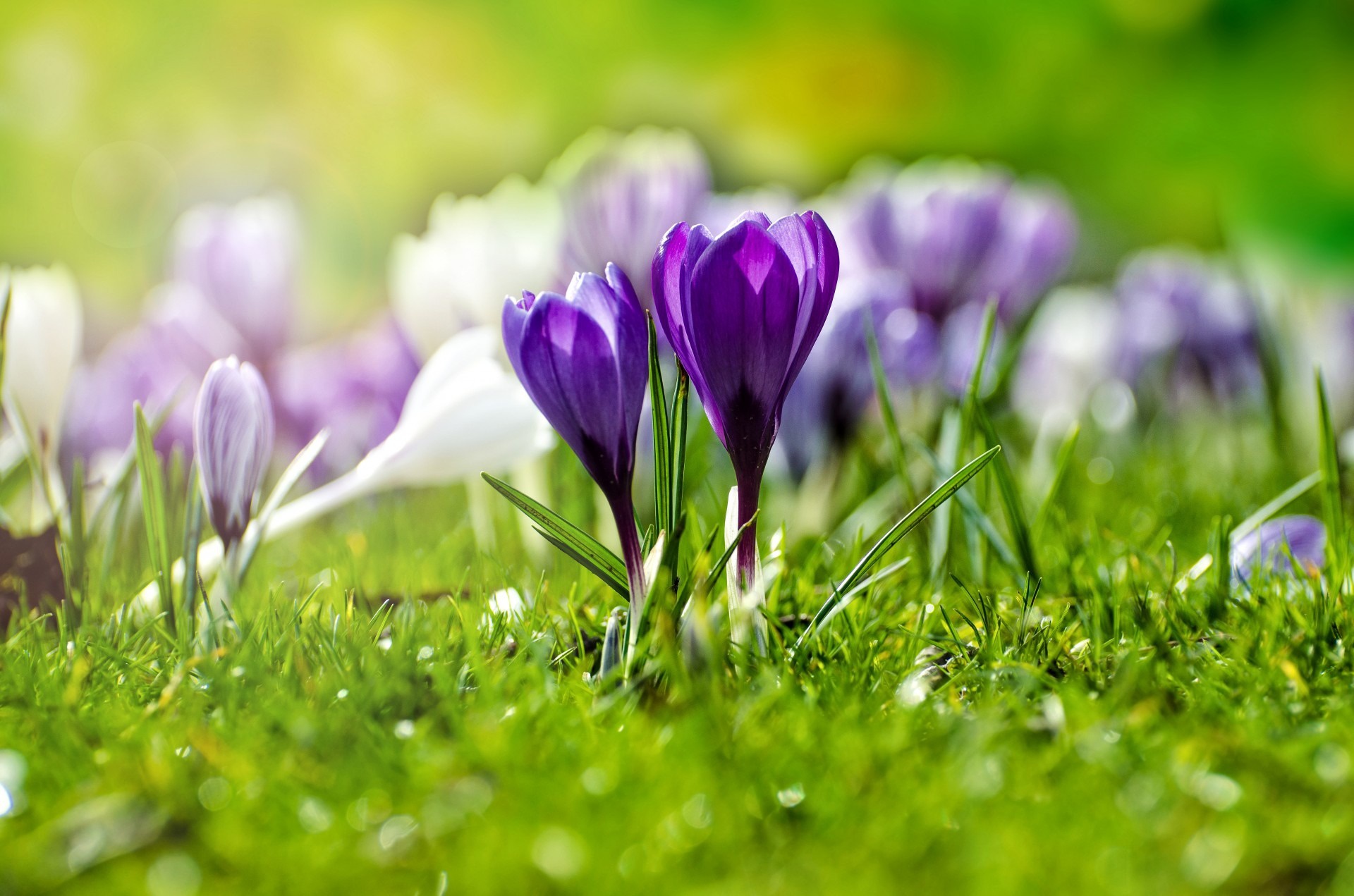 Download mobile wallpaper Nature, Flowers, Macro, Earth, Crocus, Purple Flower for free.