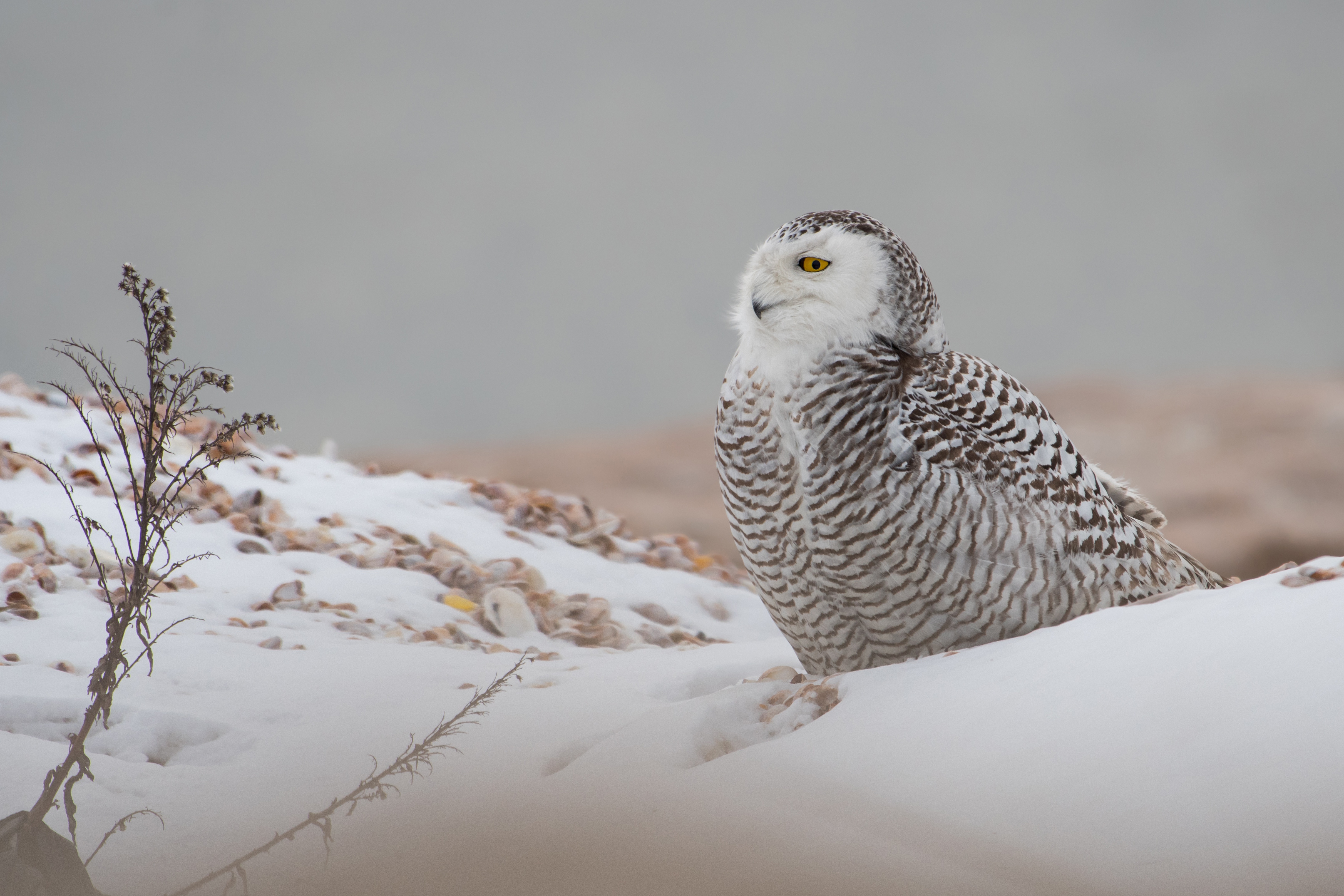 Laden Sie das Tiere, Winter, Vögel, Eule, Vogel, Schnee Eule-Bild kostenlos auf Ihren PC-Desktop herunter