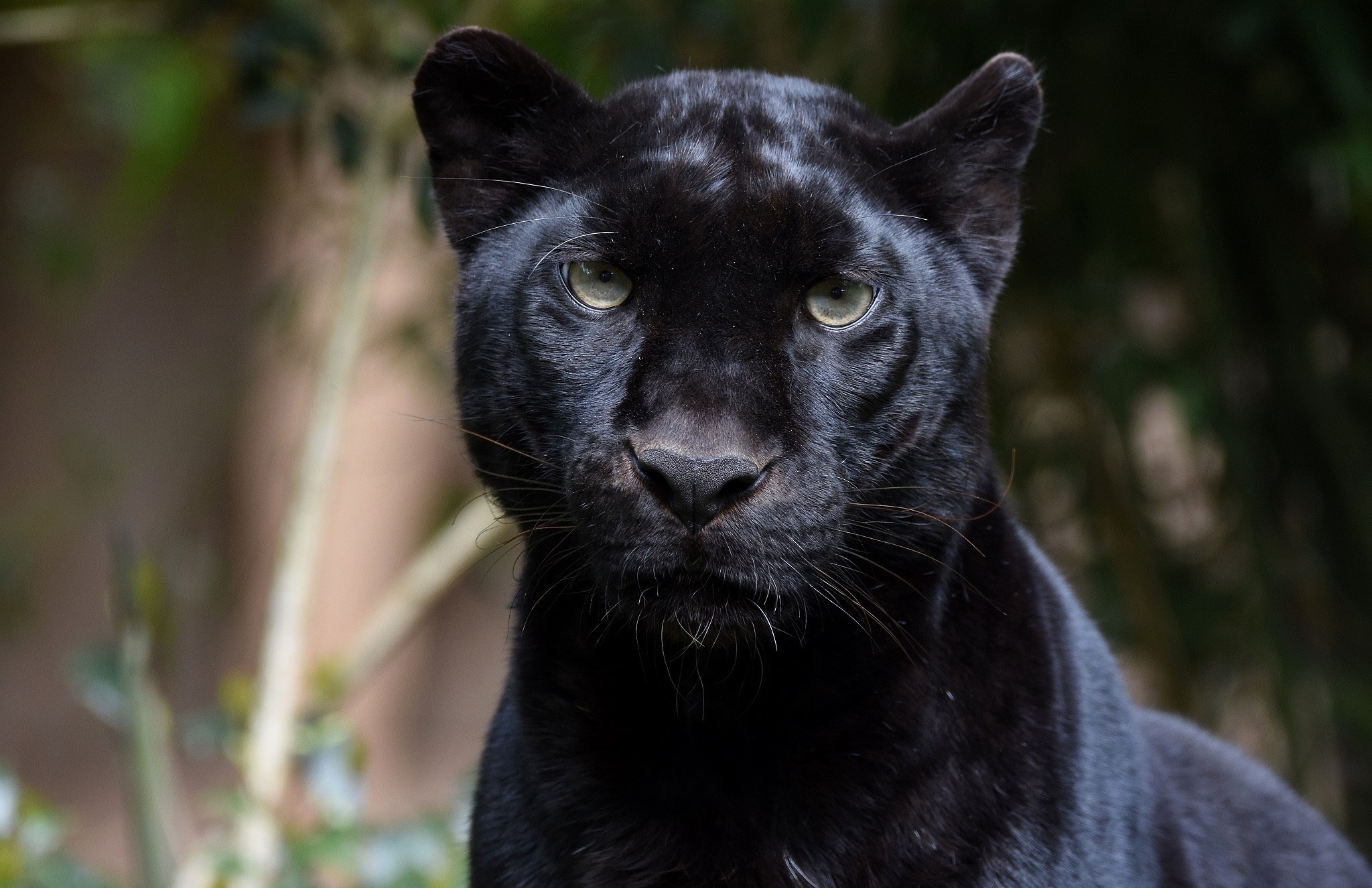 Laden Sie das Tiere, Katzen, Schwarzer Panther, Starren-Bild kostenlos auf Ihren PC-Desktop herunter