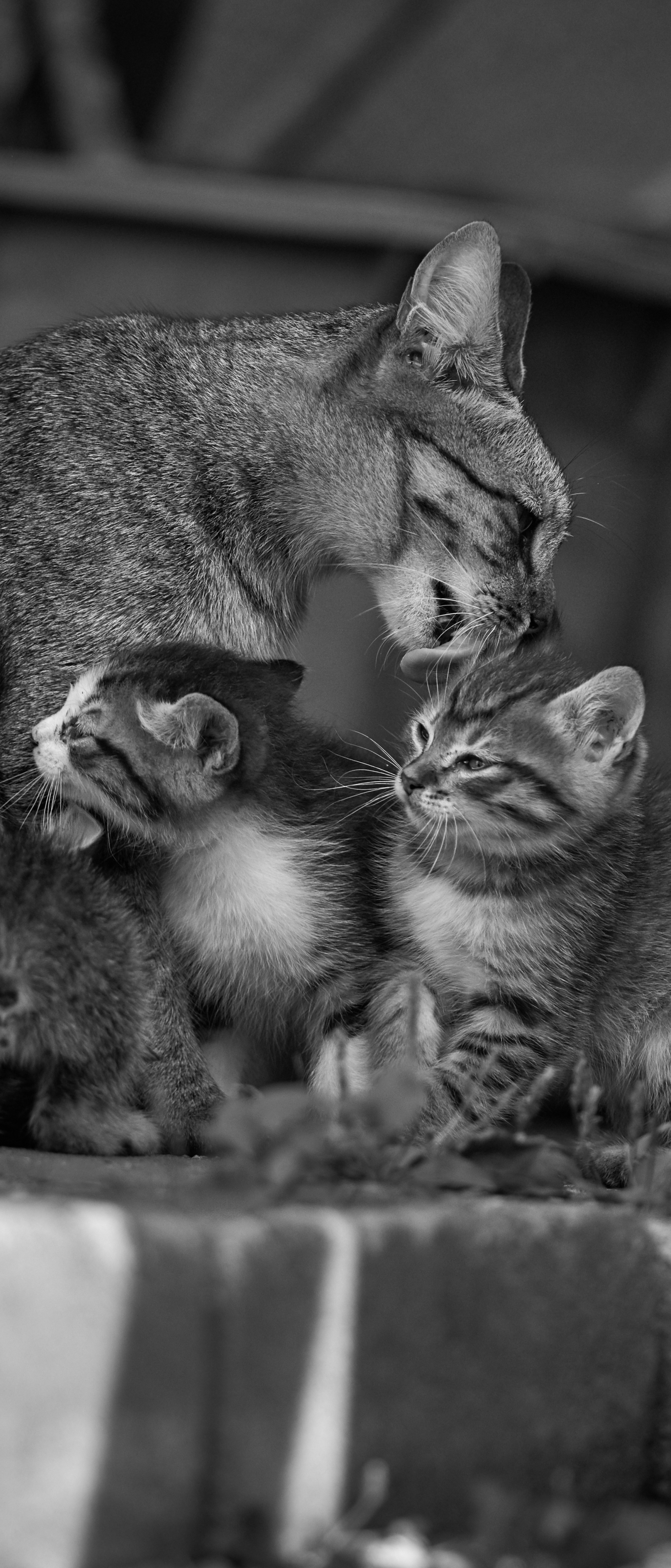 Download mobile wallpaper Cats, Cat, Kitten, Animal, Cute, Black & White, Baby Animal for free.