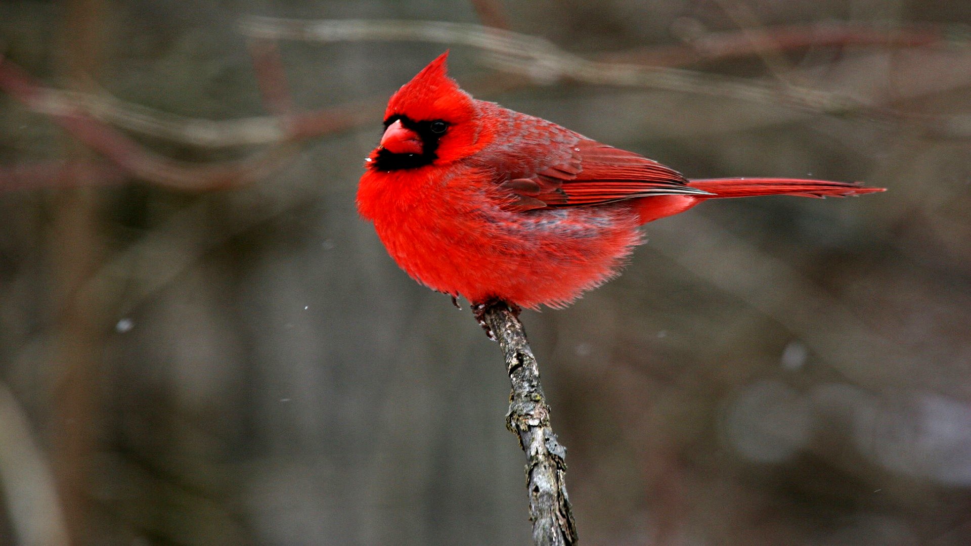 Téléchargez gratuitement l'image Animaux, Des Oiseaux, Cardinal sur le bureau de votre PC