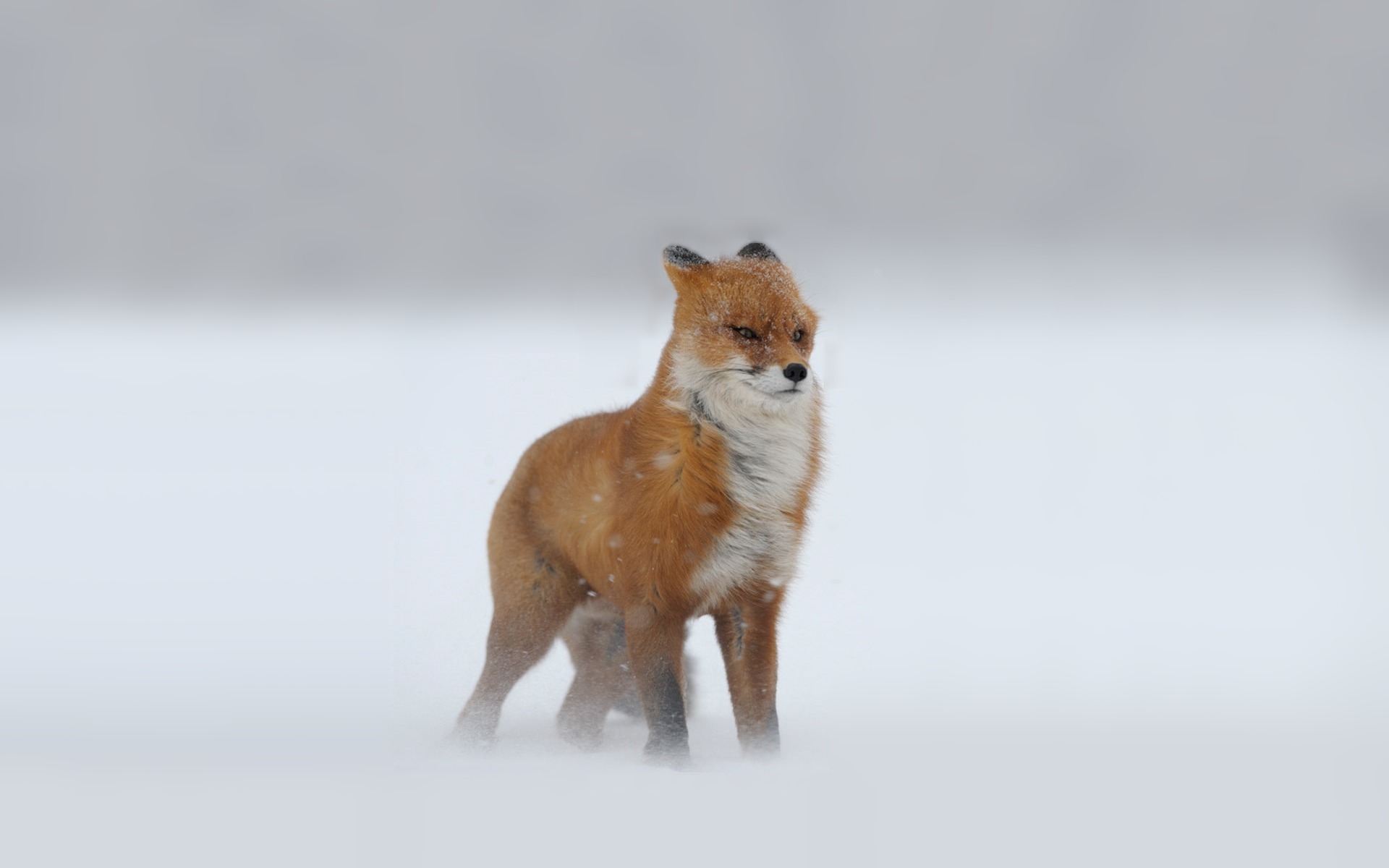Download mobile wallpaper Animal, Fox for free.