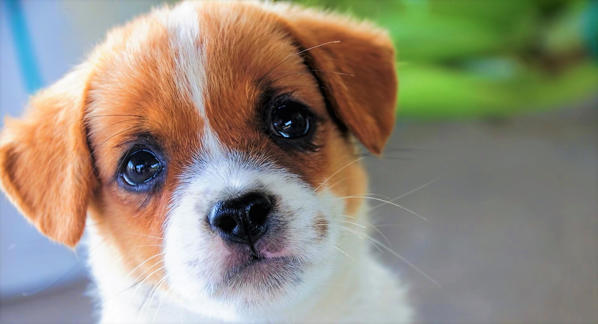 無料モバイル壁紙動物, 犬, 子犬, 可愛い, 顔, 赤ちゃん動物をダウンロードします。