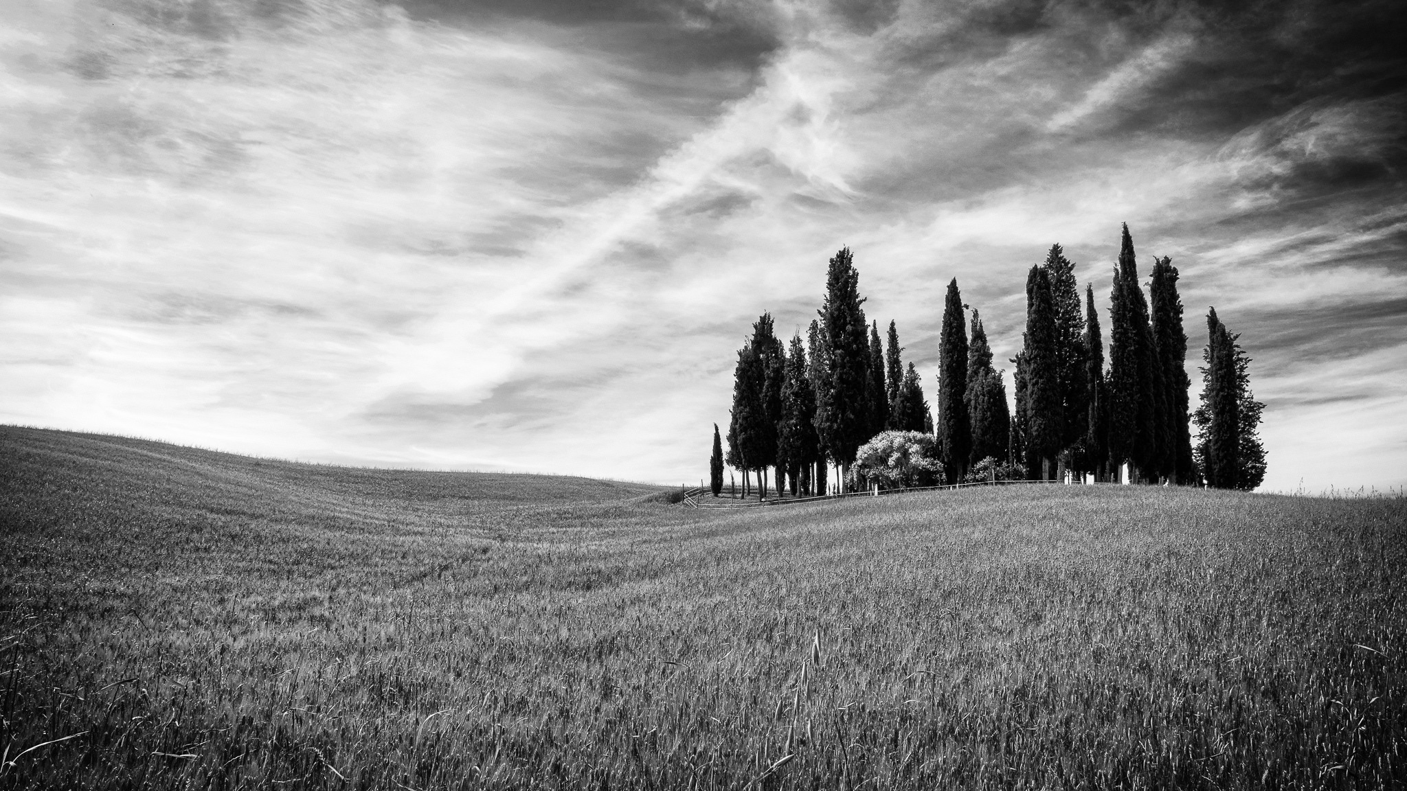 Download mobile wallpaper Nature, Wheat, Tree, Earth, Field, Black & White for free.