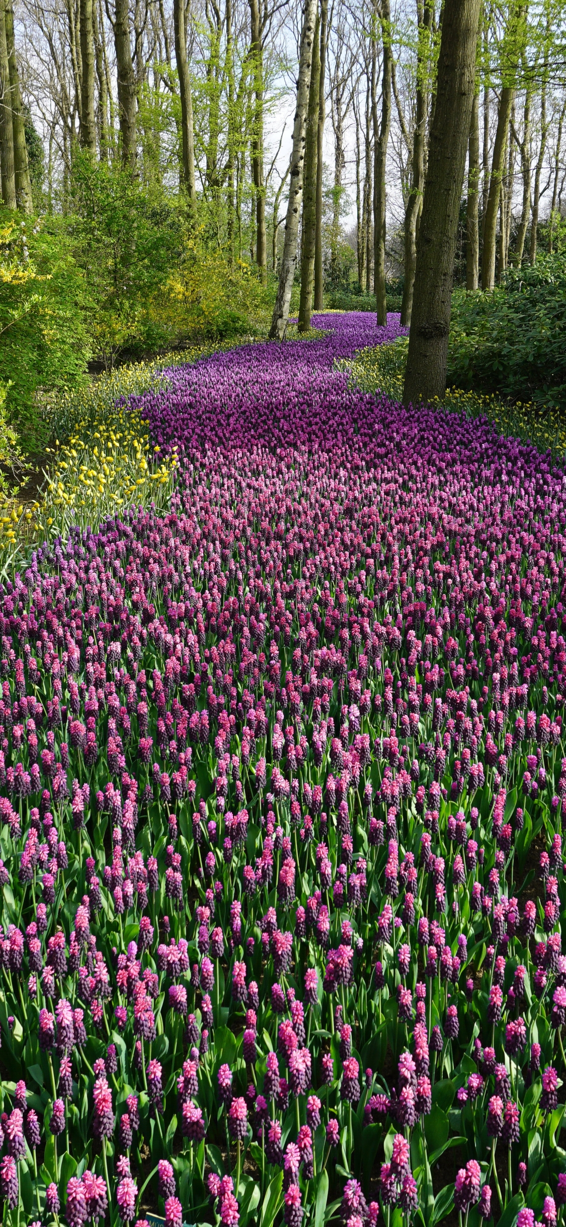 無料モバイル壁紙自然, フラワーズ, 花, 森, 地球, 紫色の花をダウンロードします。