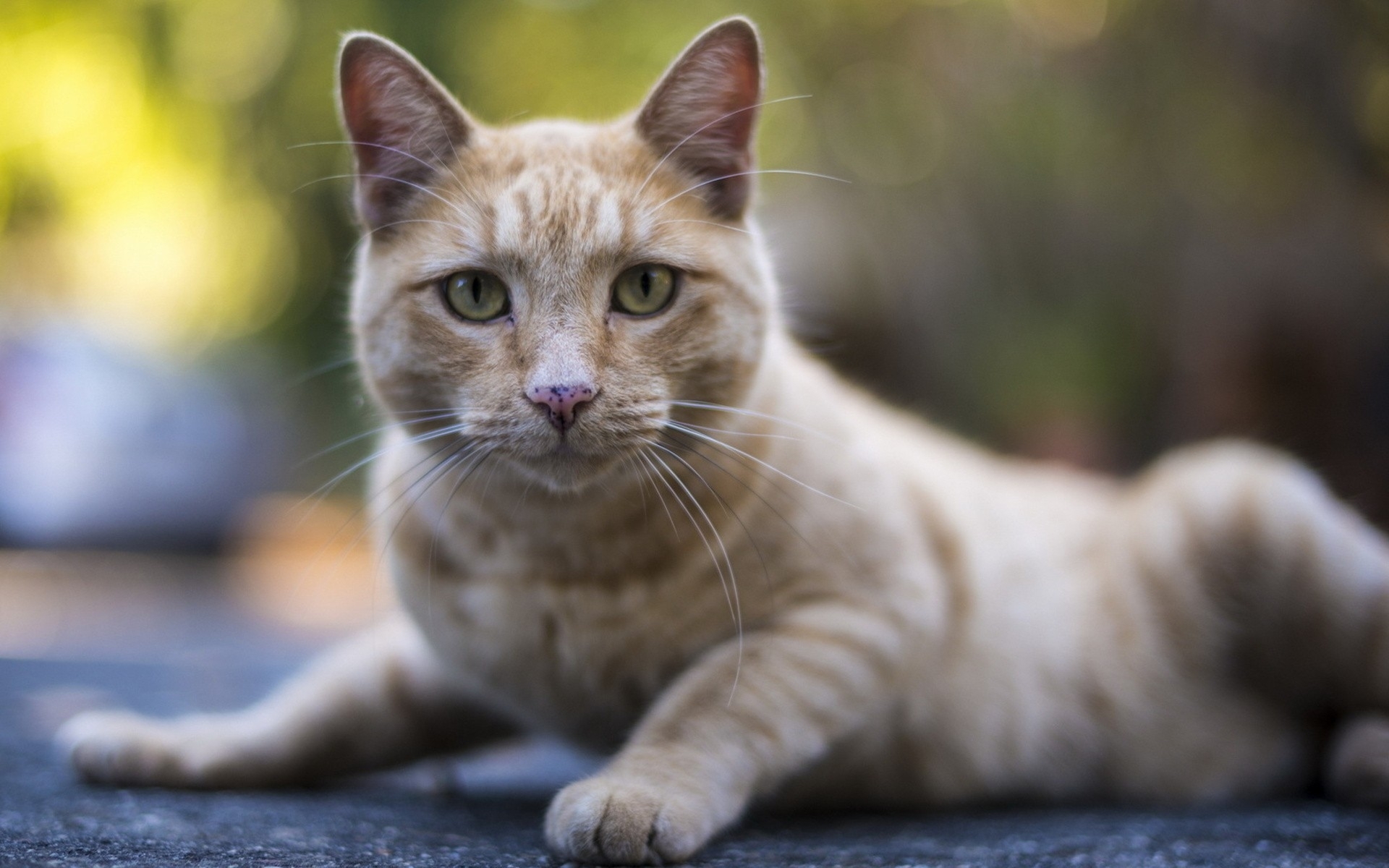 279021 économiseurs d'écran et fonds d'écran Chats sur votre téléphone. Téléchargez  images gratuitement