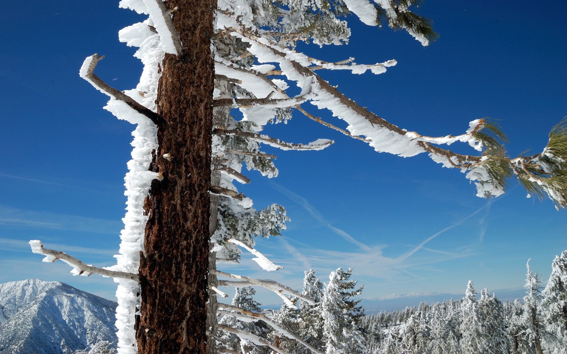 116730 скачать картинку зима, природа, небо, снег, дерево, ветки, ствол, юг, голубое, север - обои и заставки бесплатно