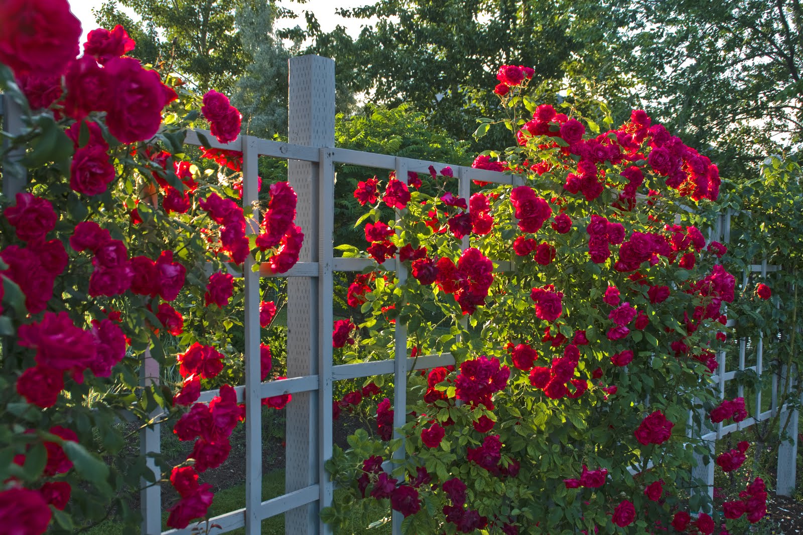 Téléchargez gratuitement l'image Fleurs, Rose, Fleur, Jardin, Terre/nature, Fleur Rose sur le bureau de votre PC