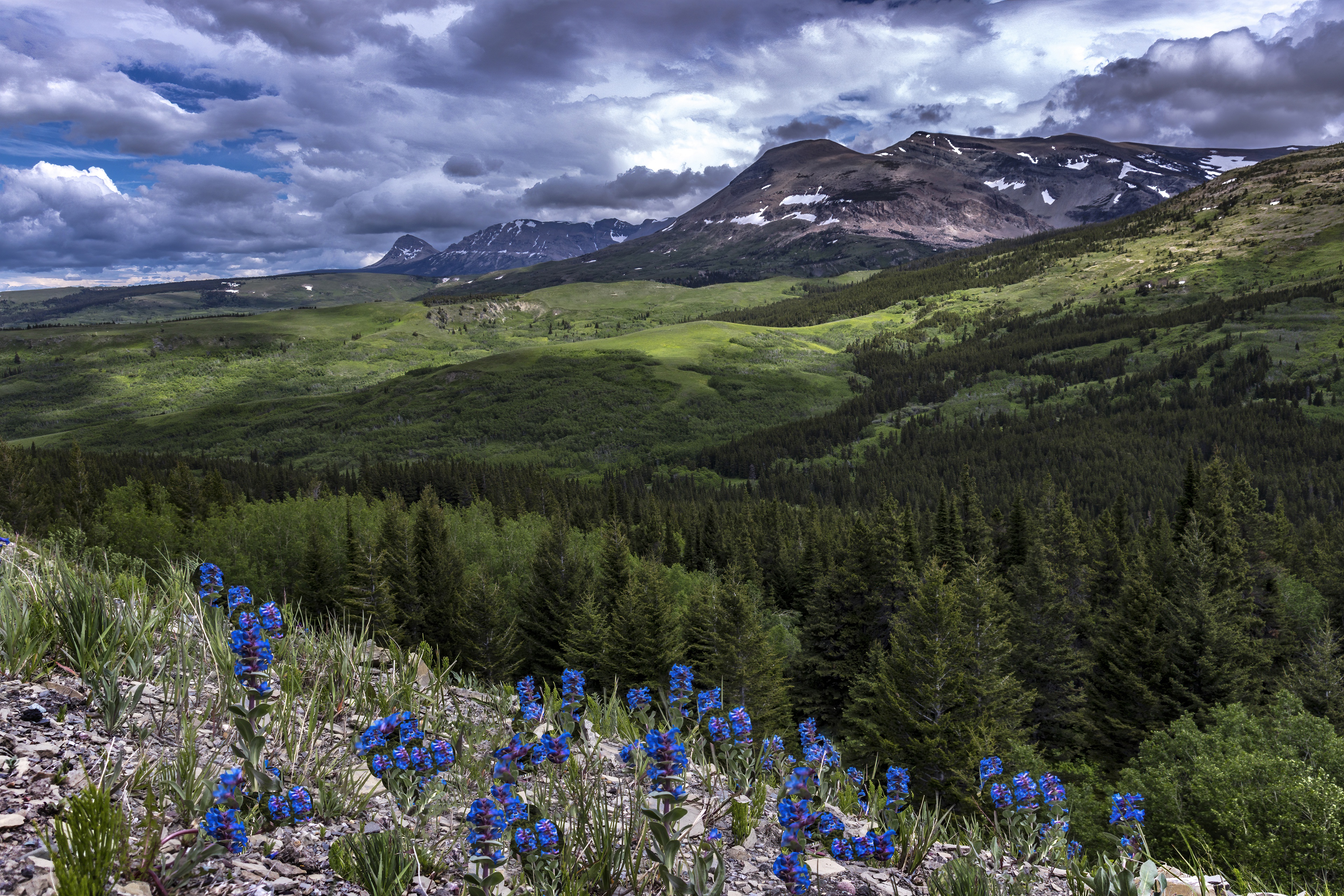 Laden Sie das Landschaft, Blume, Gebirge, Wolke, Tanne, Erde/natur-Bild kostenlos auf Ihren PC-Desktop herunter