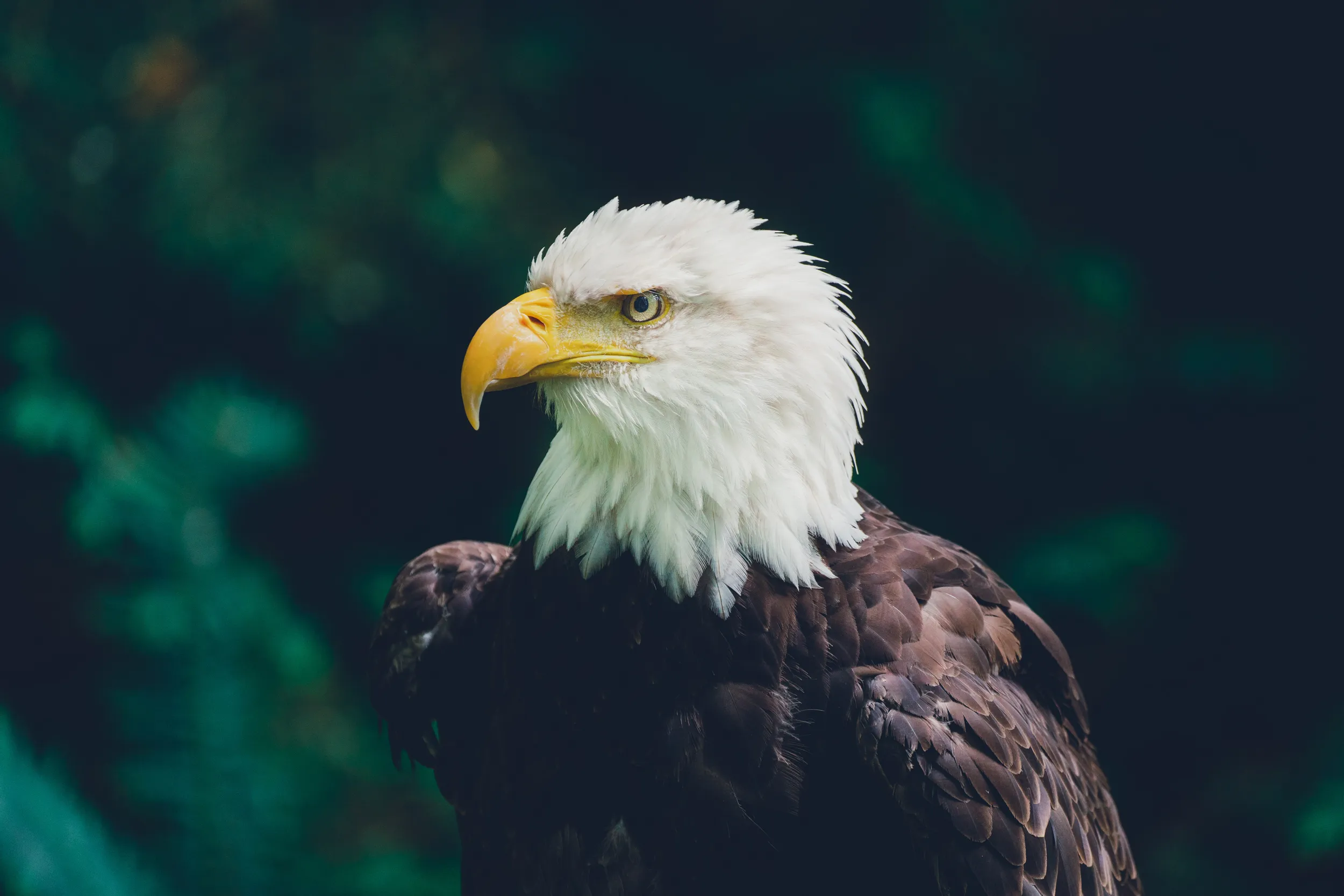 Free Wildlife 4K Wallpapers & Desktop HD Backgrounds for PC