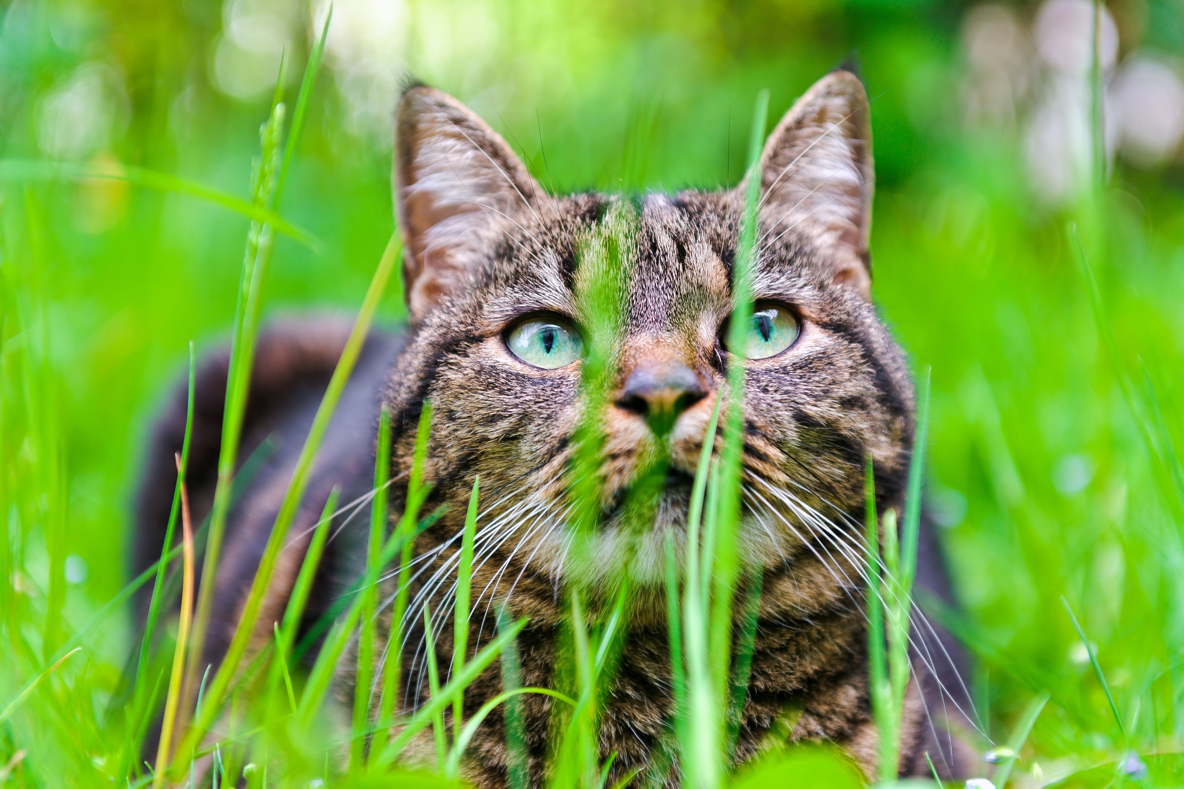 Handy-Wallpaper Tiere, Der Kater, Schnauze, Grass, Katze, Sicht, Meinung kostenlos herunterladen.