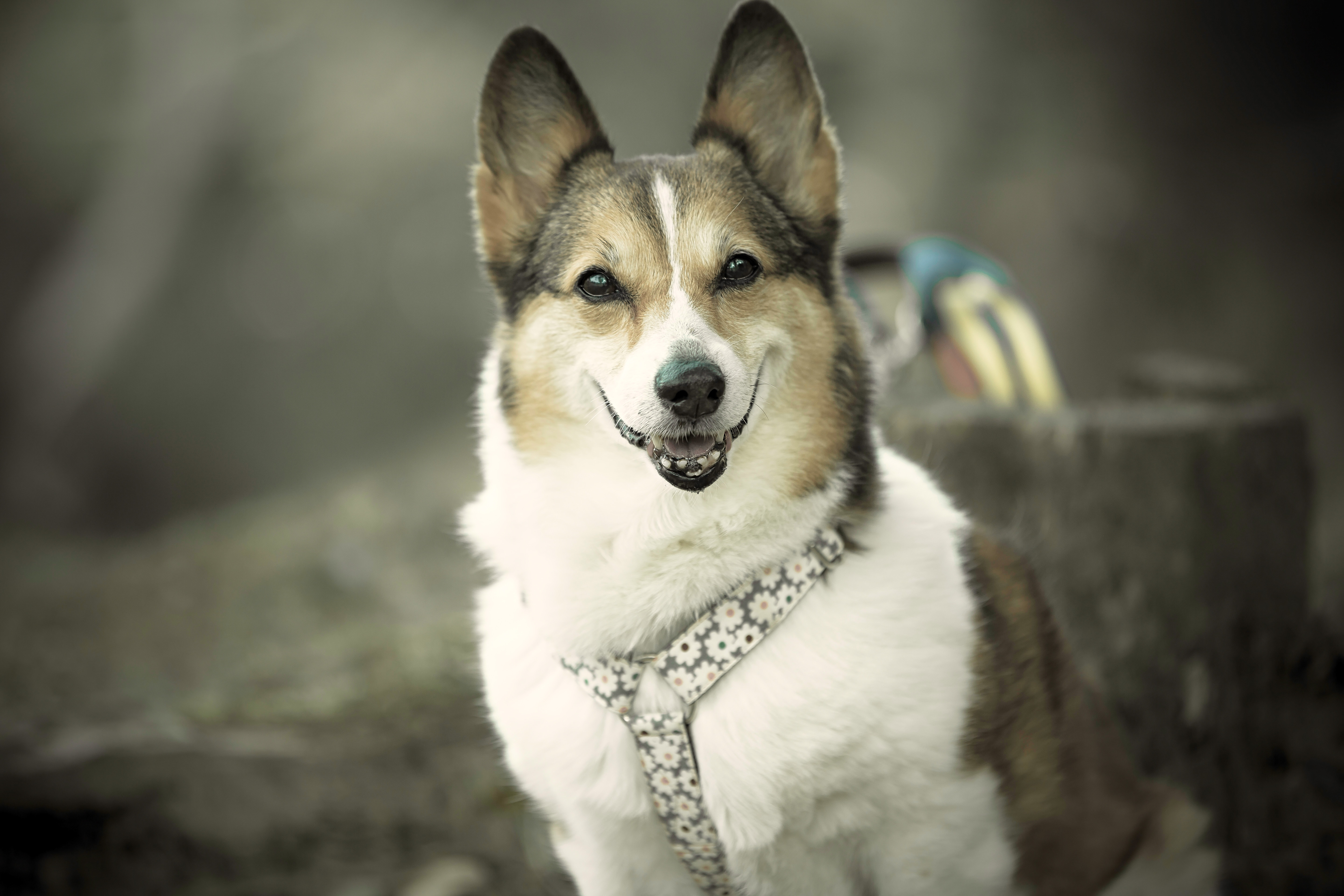 Download mobile wallpaper Dogs, Animal, Corgi for free.