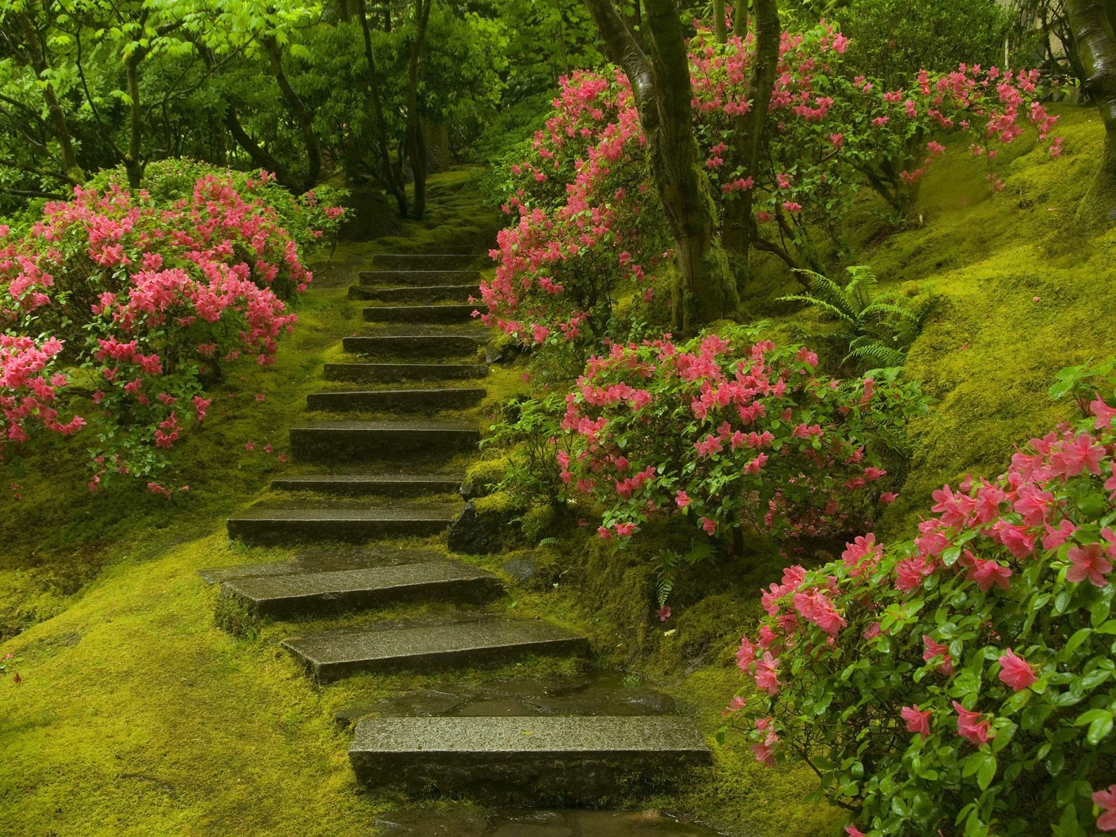 14975 скачать обои лестницы, цветы, растения, пейзаж - заставки и картинки бесплатно