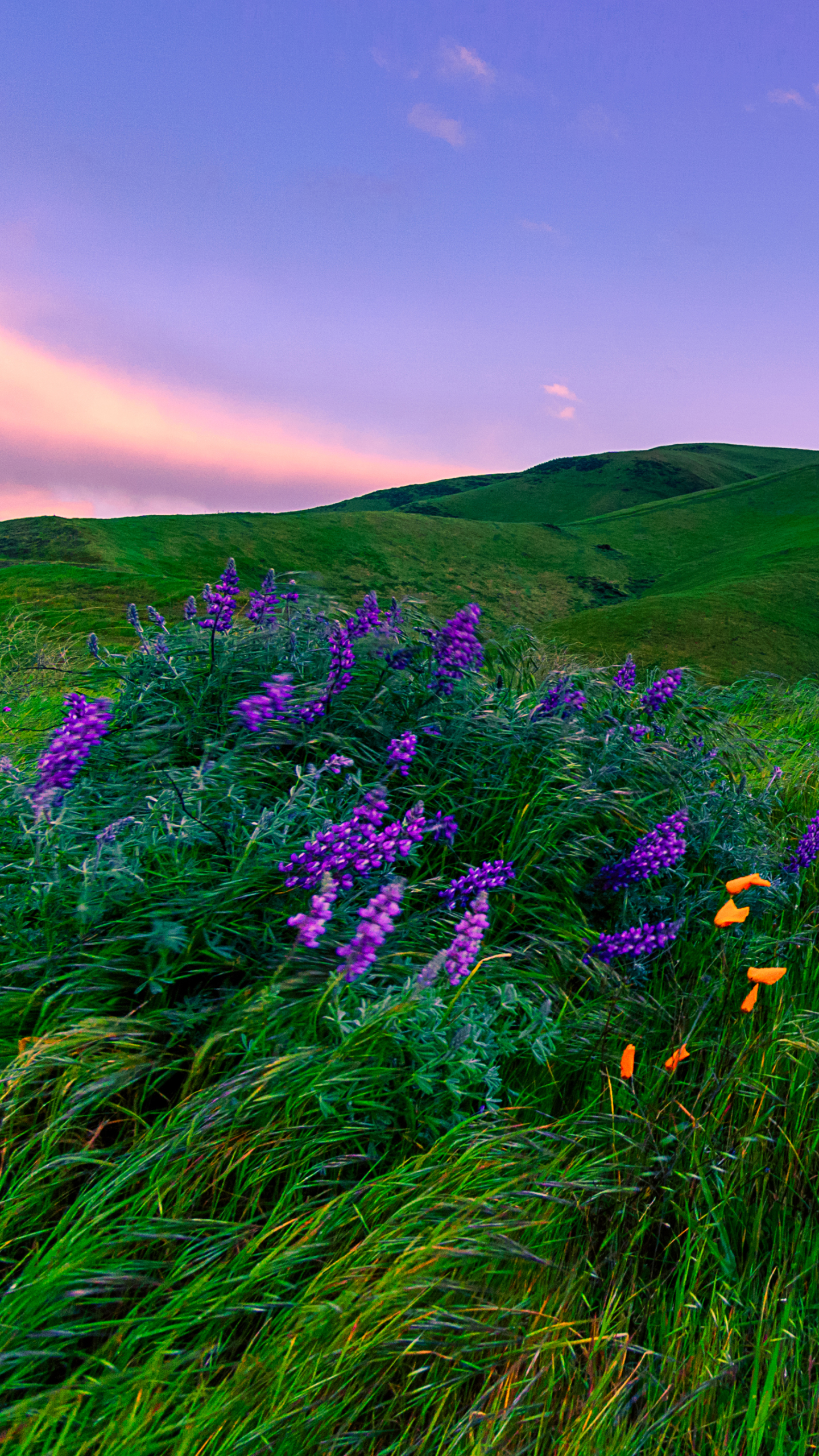 Descarga gratuita de fondo de pantalla para móvil de Hierba, Flor, Césped, Prado, Flor Purpura, Tierra/naturaleza.