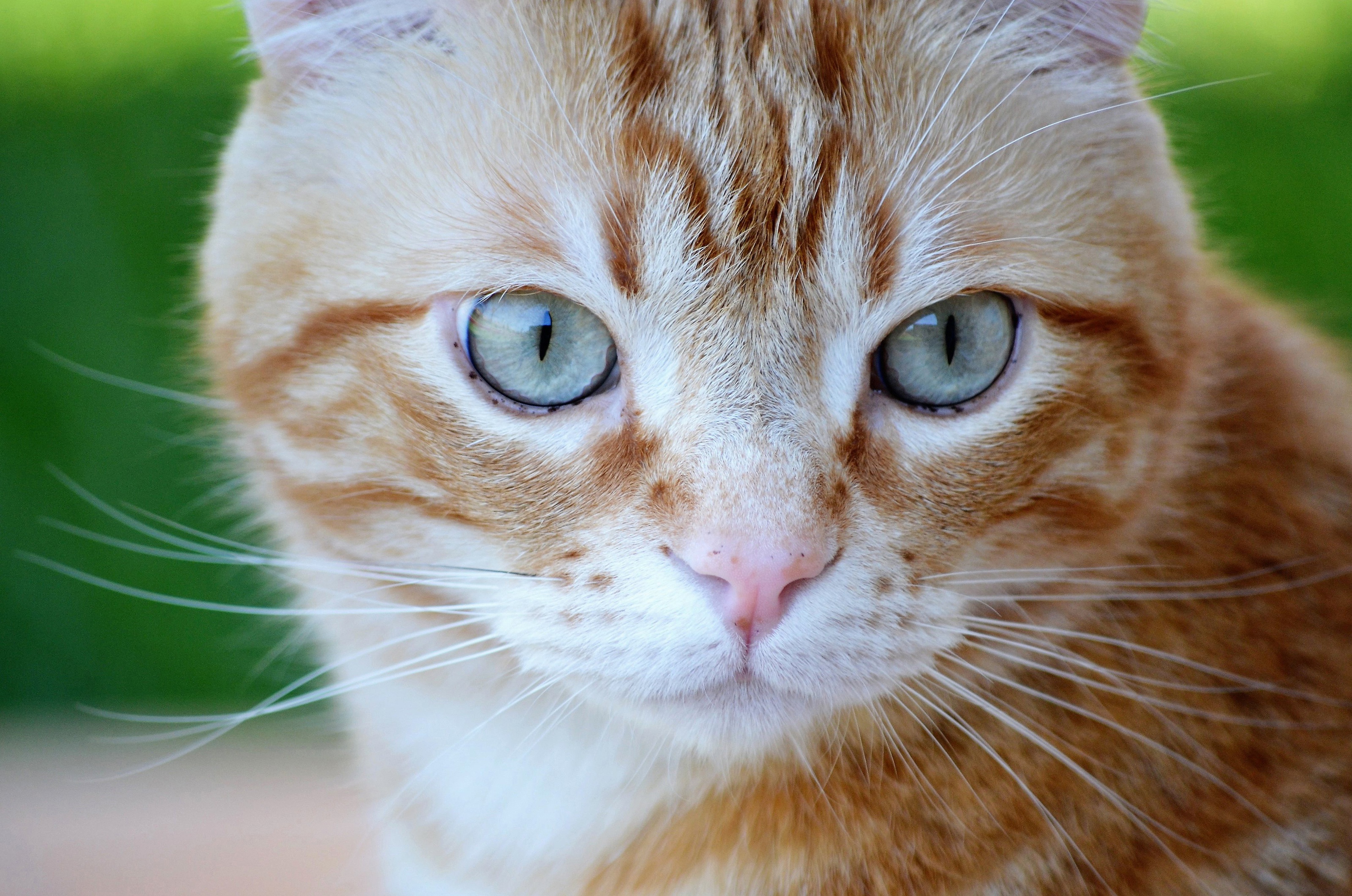 Baixar papel de parede para celular de Animais, Gatos, Gato, Fechar Se gratuito.