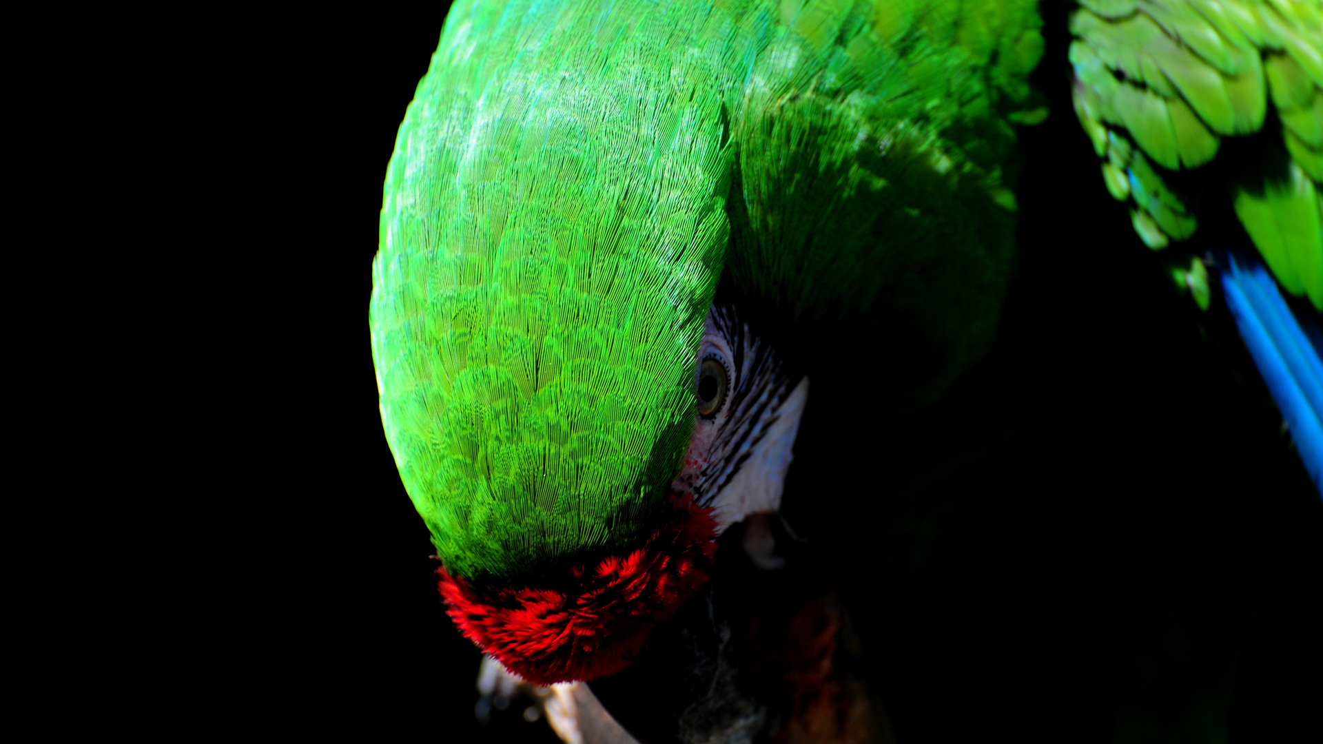 animal, military macaw