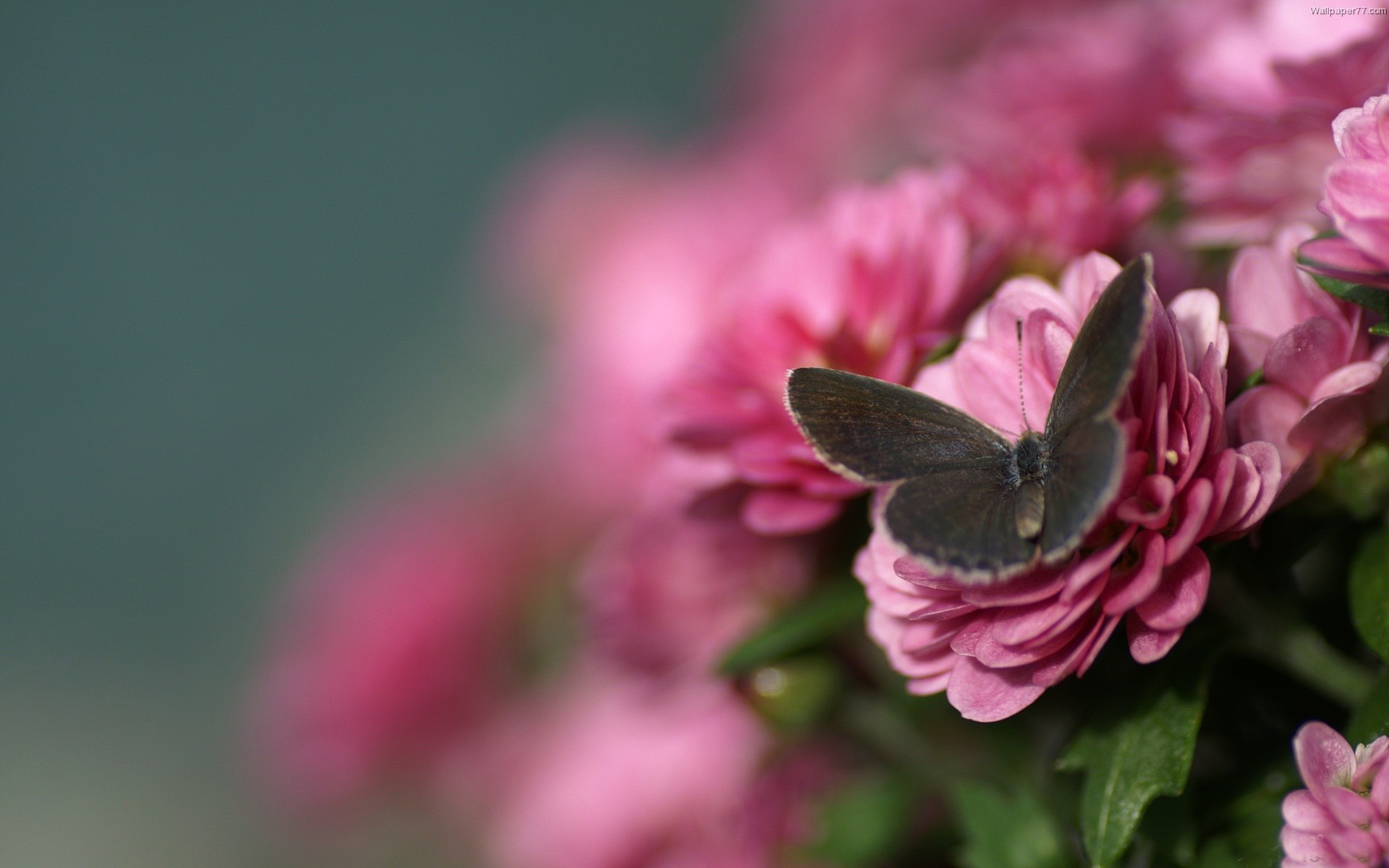 Laden Sie das Tiere, Schmetterlinge-Bild kostenlos auf Ihren PC-Desktop herunter