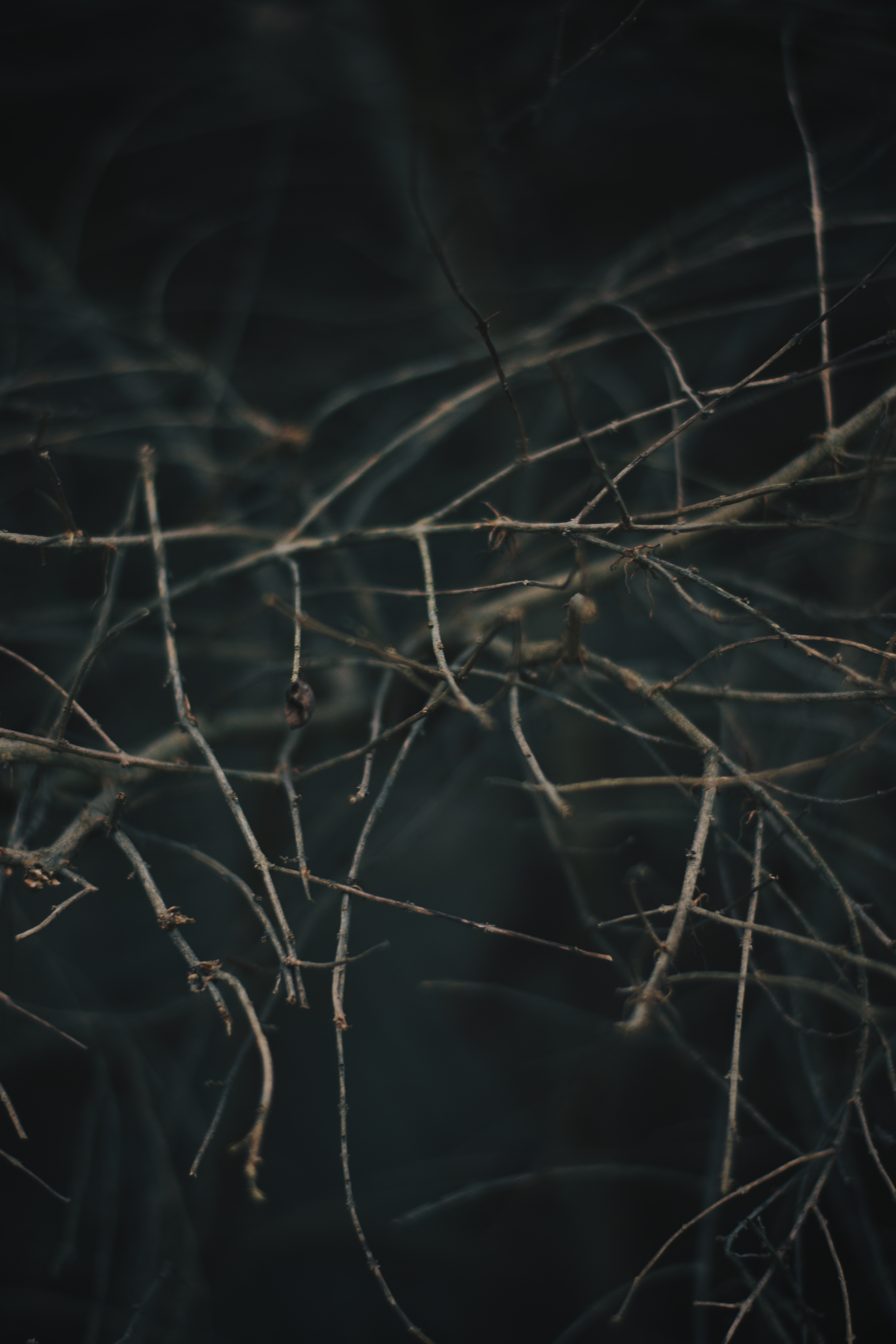 Download mobile wallpaper Branches, Macro, Smooth, Grey, Blur for free.