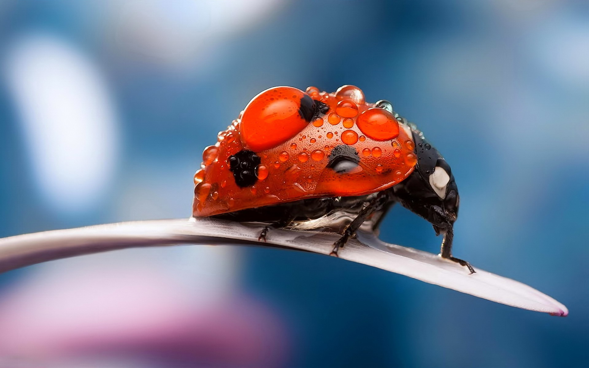 Free download wallpaper Animal, Ladybug on your PC desktop