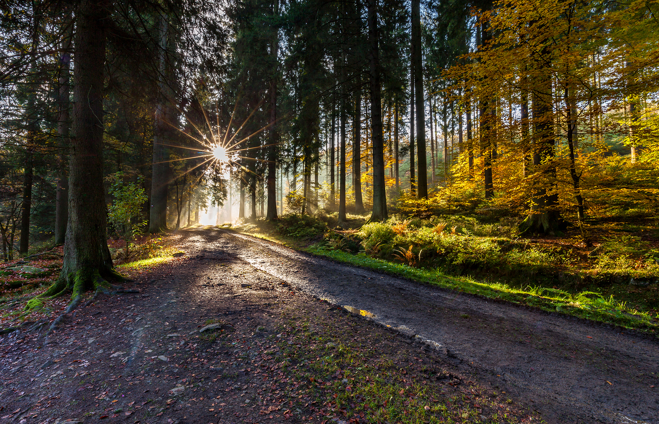 Free download wallpaper Nature, Forest, Tree, Earth, Path, Sunbeam on your PC desktop