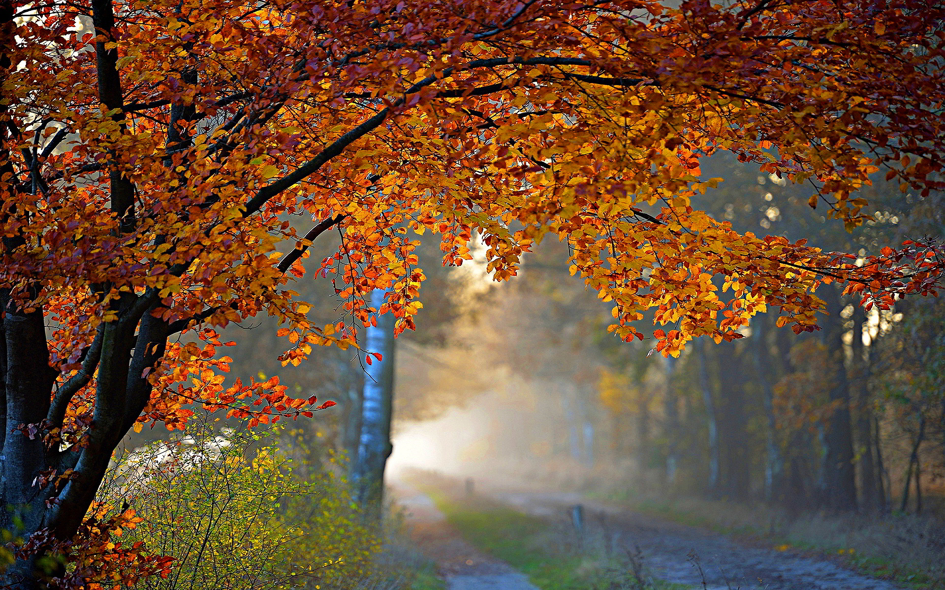 Скачать картинку Деревья, Осень, Лес, Дерево, Туман, Земля/природа в телефон бесплатно.