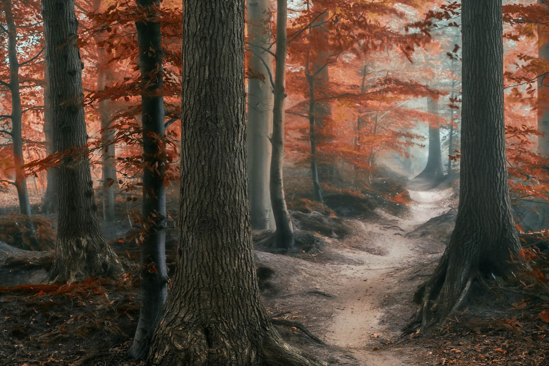 Скачать картинку Осень, Лес, Дерево, Туман, Дорожка, Земля/природа в телефон бесплатно.