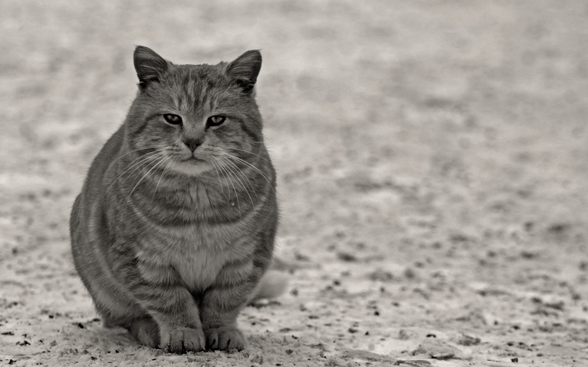 Descarga gratuita de fondo de pantalla para móvil de Animales, Gatos, Gato.