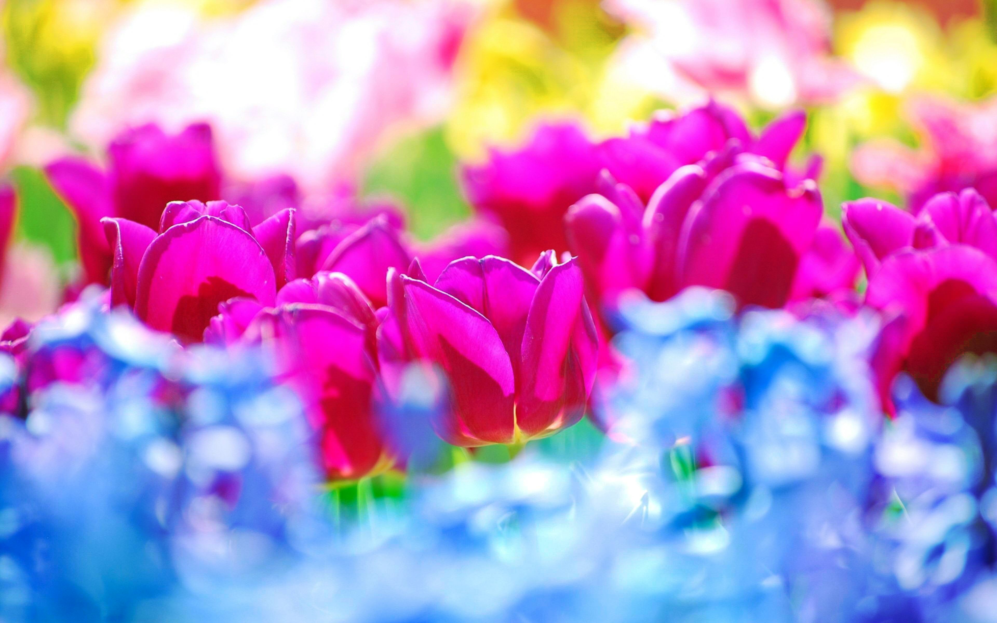 1491070 descargar fondo de pantalla tierra/naturaleza, tulipán, flor azul, bokeh, vistoso, flor, naturaleza, pétalo, flor rosa, primavera: protectores de pantalla e imágenes gratis