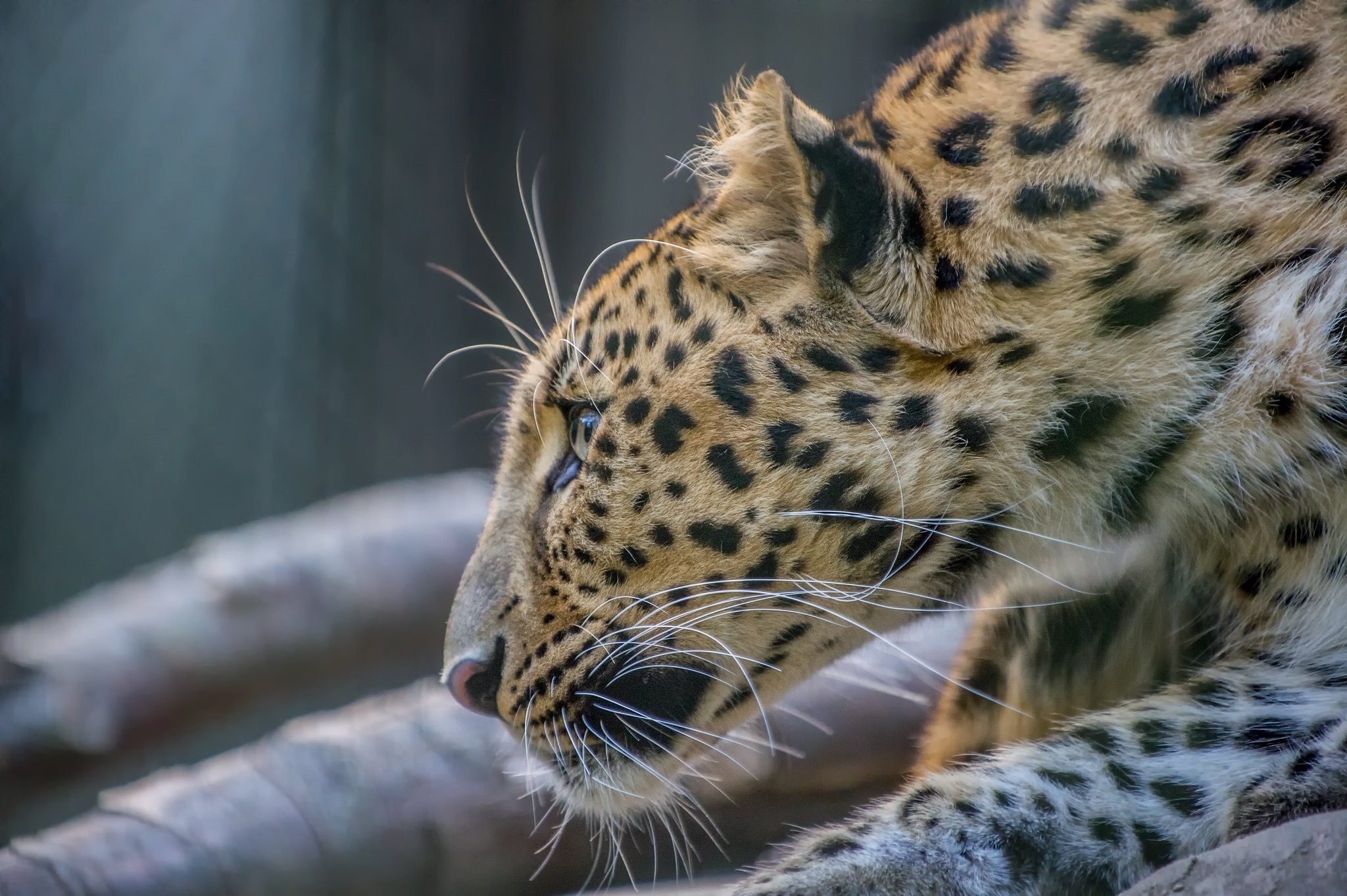 Laden Sie das Tiere, Katzen, Leopard-Bild kostenlos auf Ihren PC-Desktop herunter