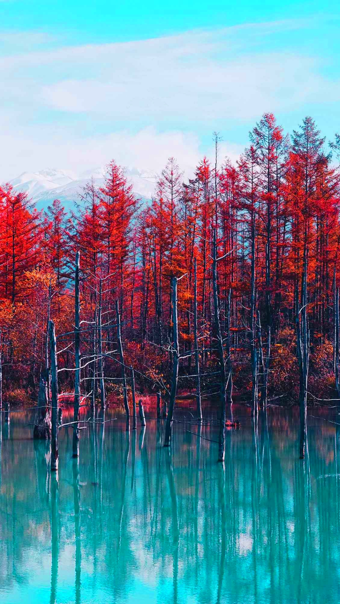 Скачать картинку Осень, Дерево, Япония, Пруд, Падать, Хоккайдо, Земля/природа в телефон бесплатно.