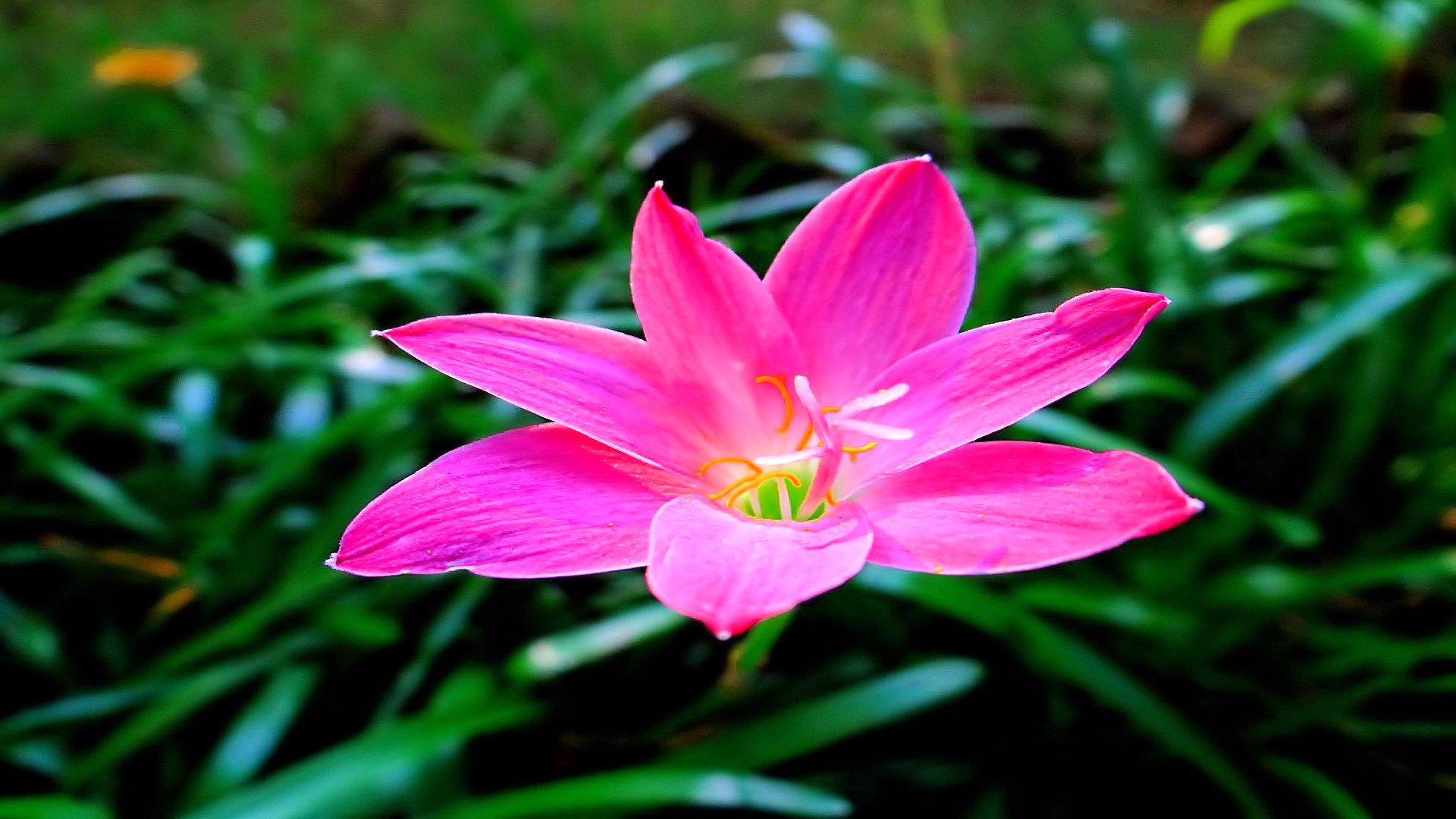 Baixe gratuitamente a imagem Flores, Flor, Terra/natureza na área de trabalho do seu PC