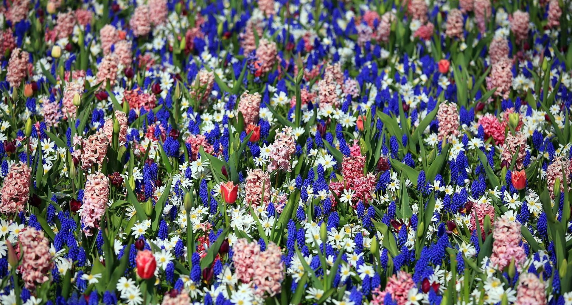 102011 descargar fondo de pantalla flores, tulipanes, cama de flores, parterre, primavera, jacintos, muscari, muskari: protectores de pantalla e imágenes gratis