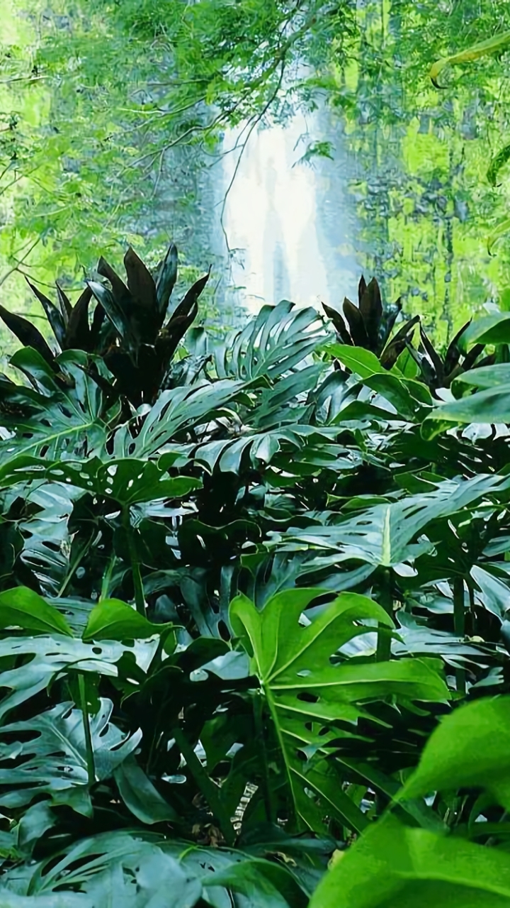 Download mobile wallpaper Waterfall, Forest, Earth, Tropical, Jungle for free.