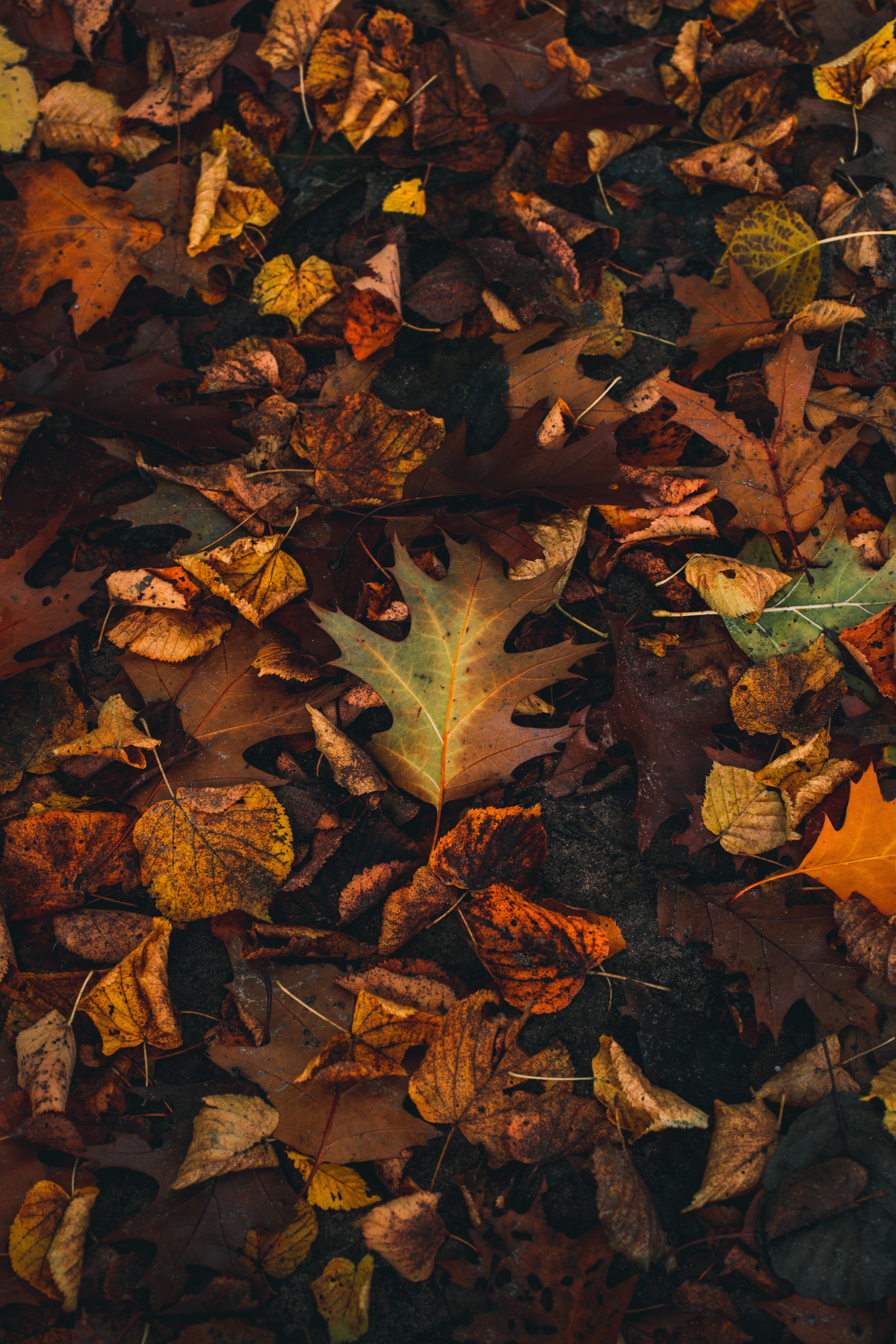 autumn, leaves, yellow, macro, brown, fallen leaves