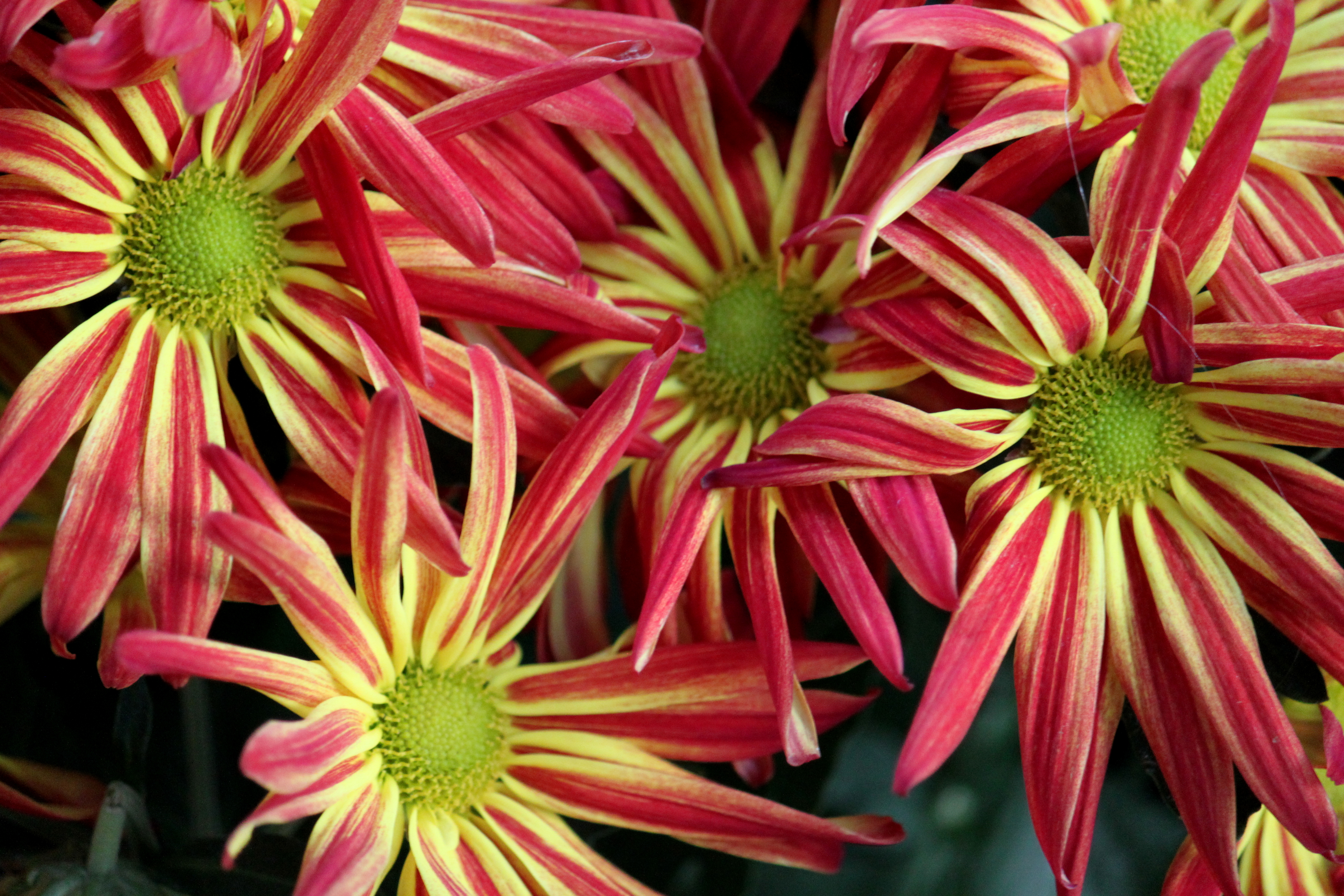 Descarga gratuita de fondo de pantalla para móvil de Flores, Flor, Tierra/naturaleza.