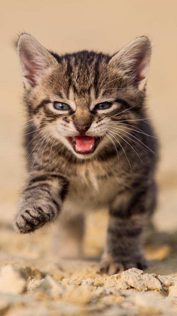 Download mobile wallpaper Cats, Cat, Animal for free.