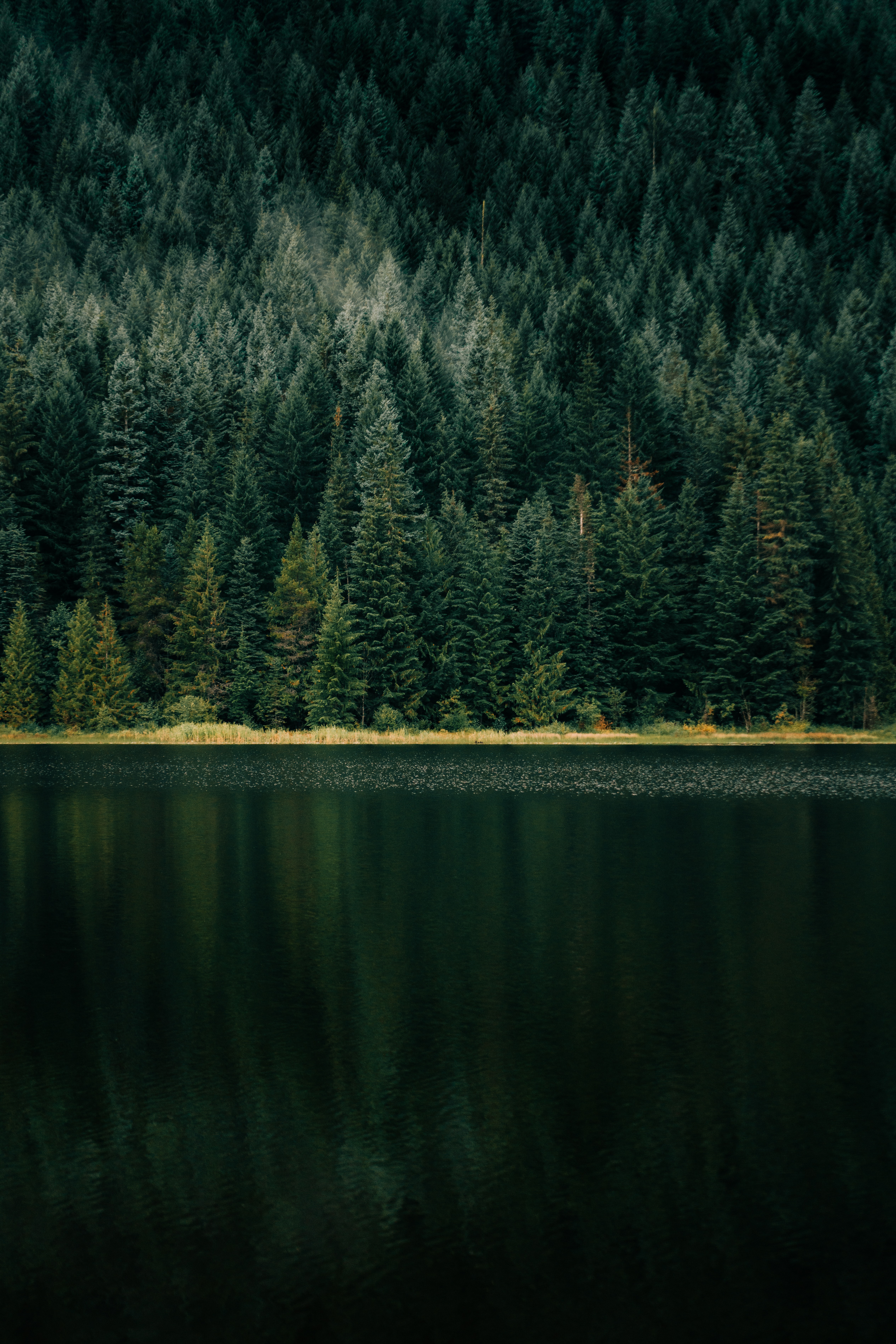 Free download wallpaper Trees, Lake, Shore, Bank, Nature, Forest on your PC desktop