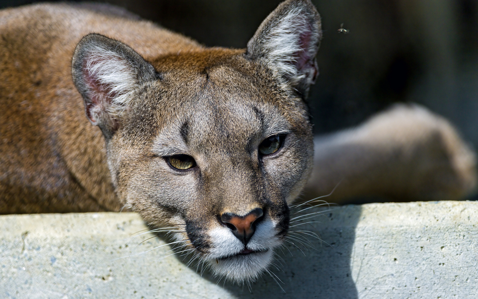 Baixe gratuitamente a imagem Animais, Puma na área de trabalho do seu PC