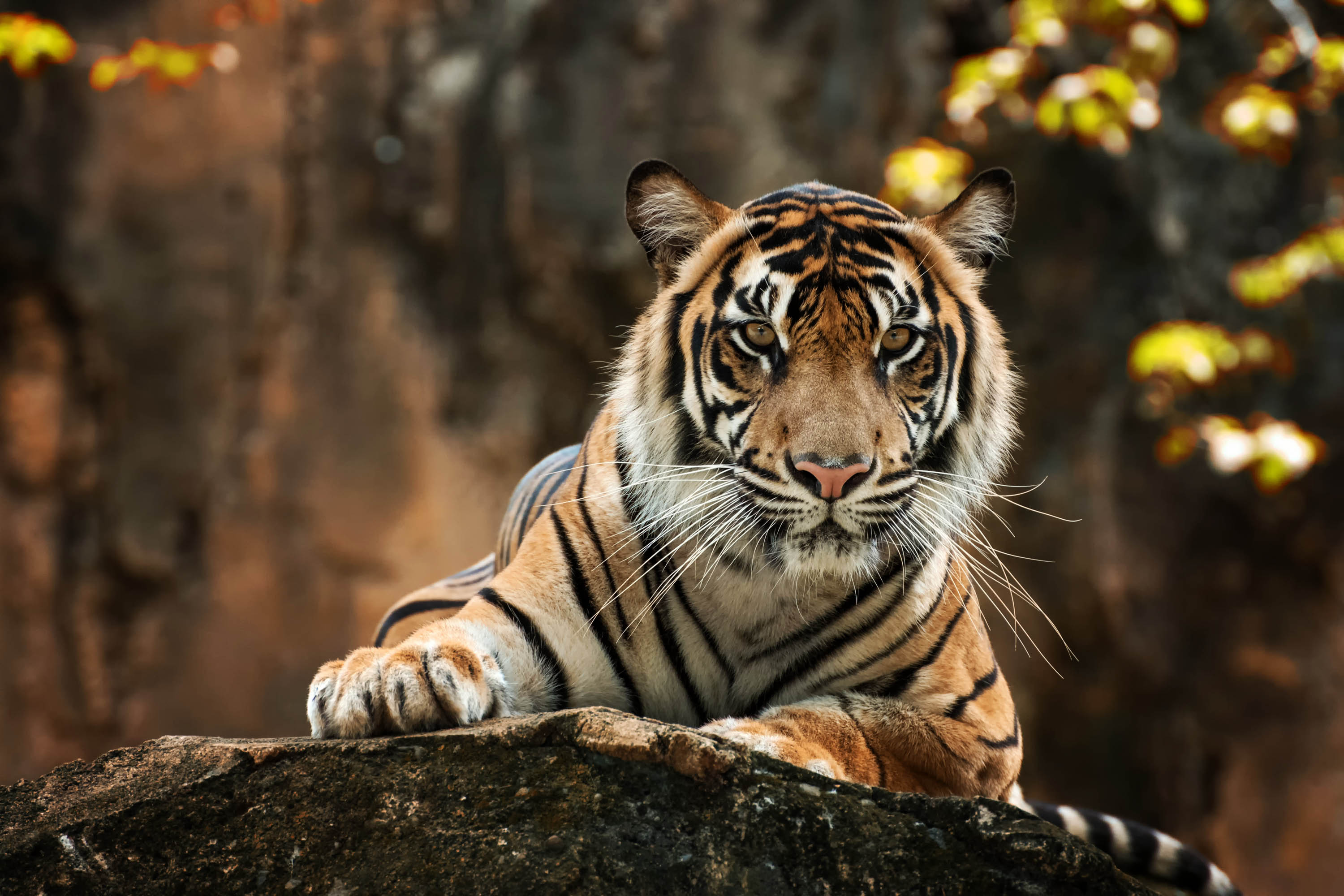 Téléchargez gratuitement l'image Animaux, Chats, Tigre sur le bureau de votre PC