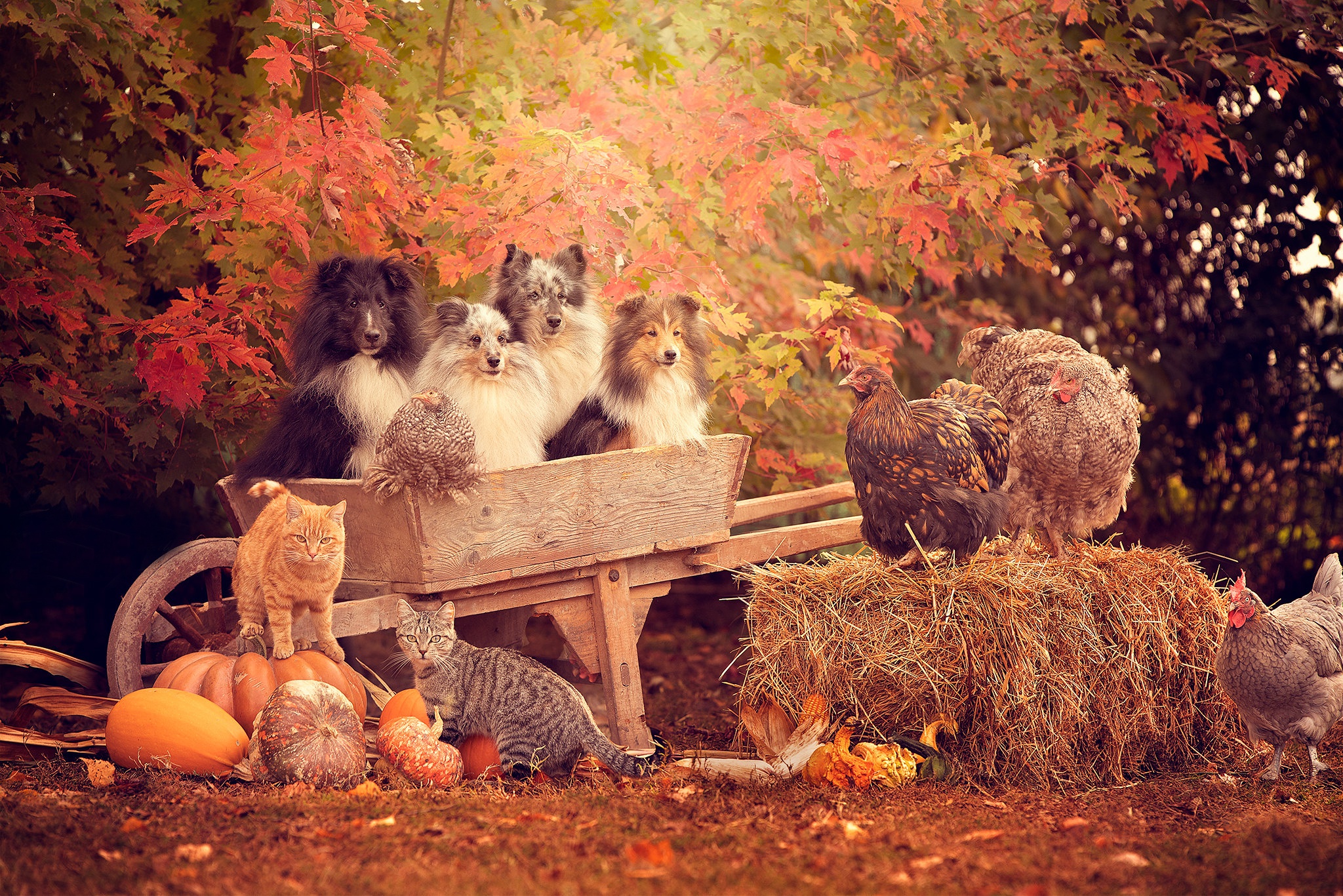 Download mobile wallpaper Cat, Dog, Animal, Chicken, Cat & Dog for free.
