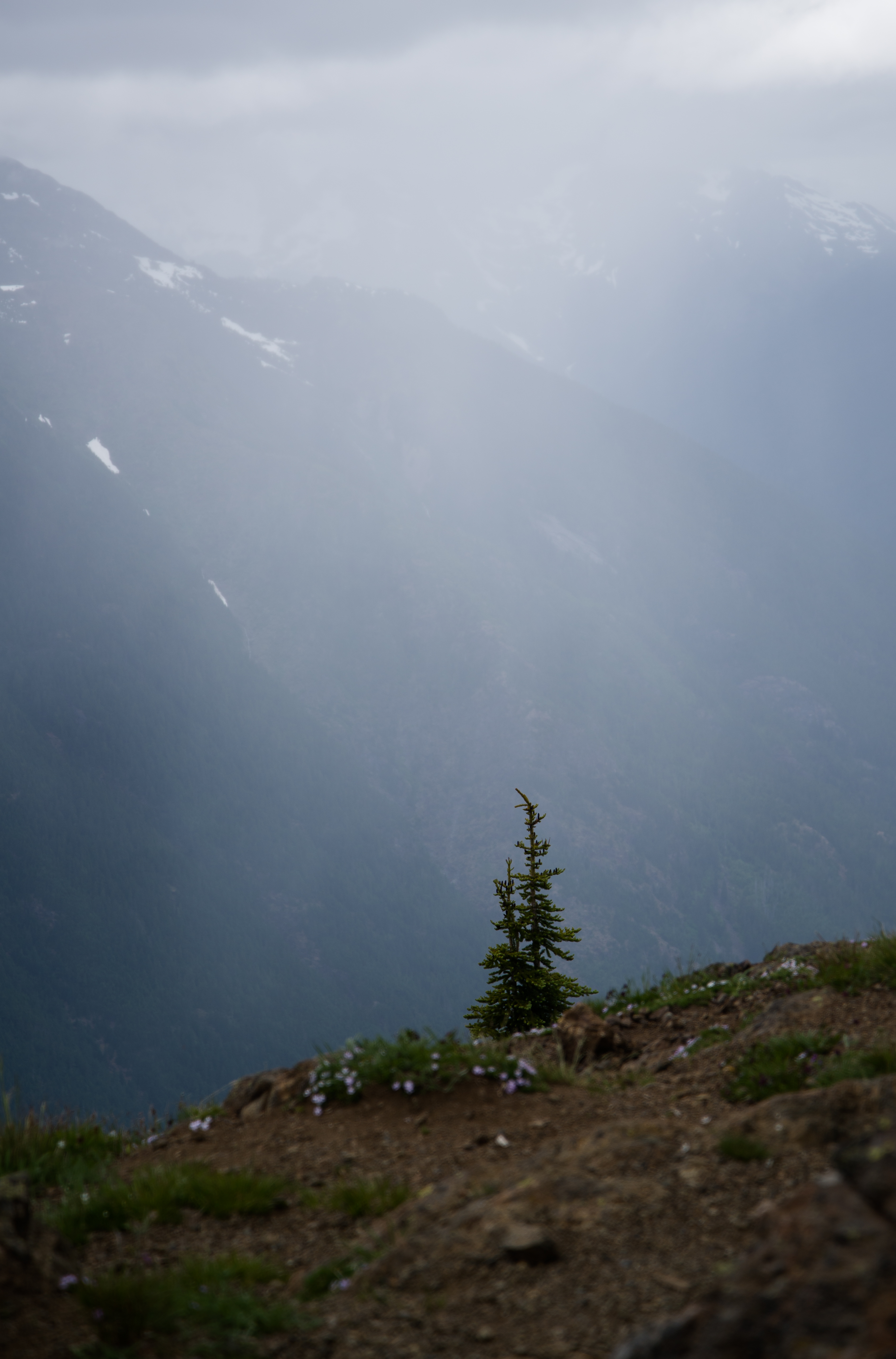 Laden Sie das Holz, Nebel, Natur, Baum, Mountains, Landschaft-Bild kostenlos auf Ihren PC-Desktop herunter