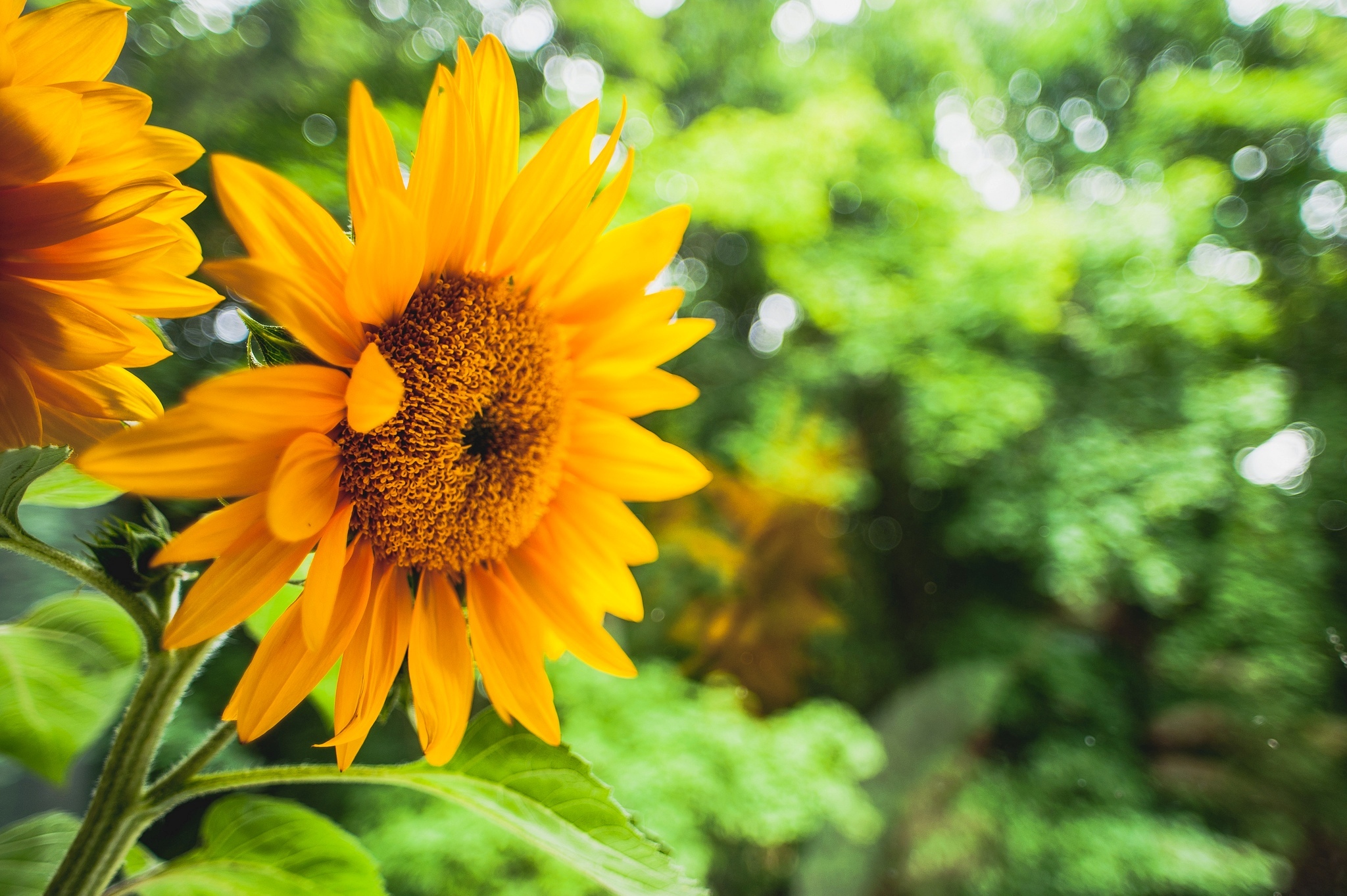 Téléchargez gratuitement l'image Tournesol, Fleurs, Terre/nature sur le bureau de votre PC