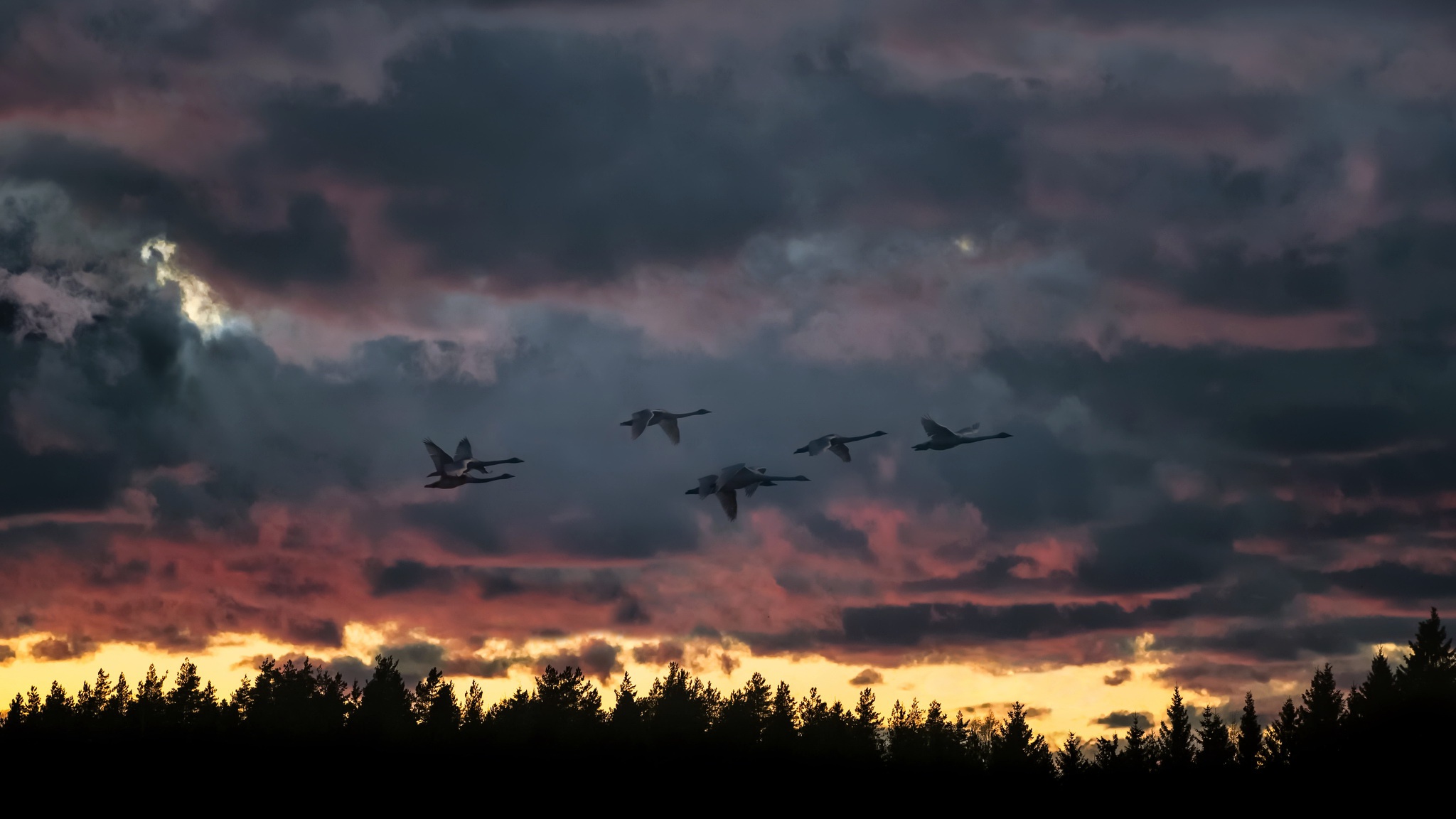 Téléchargez gratuitement l'image Animaux, Coucher De Soleil, Oiseau, Nuage, Des Oiseaux, Ciel sur le bureau de votre PC