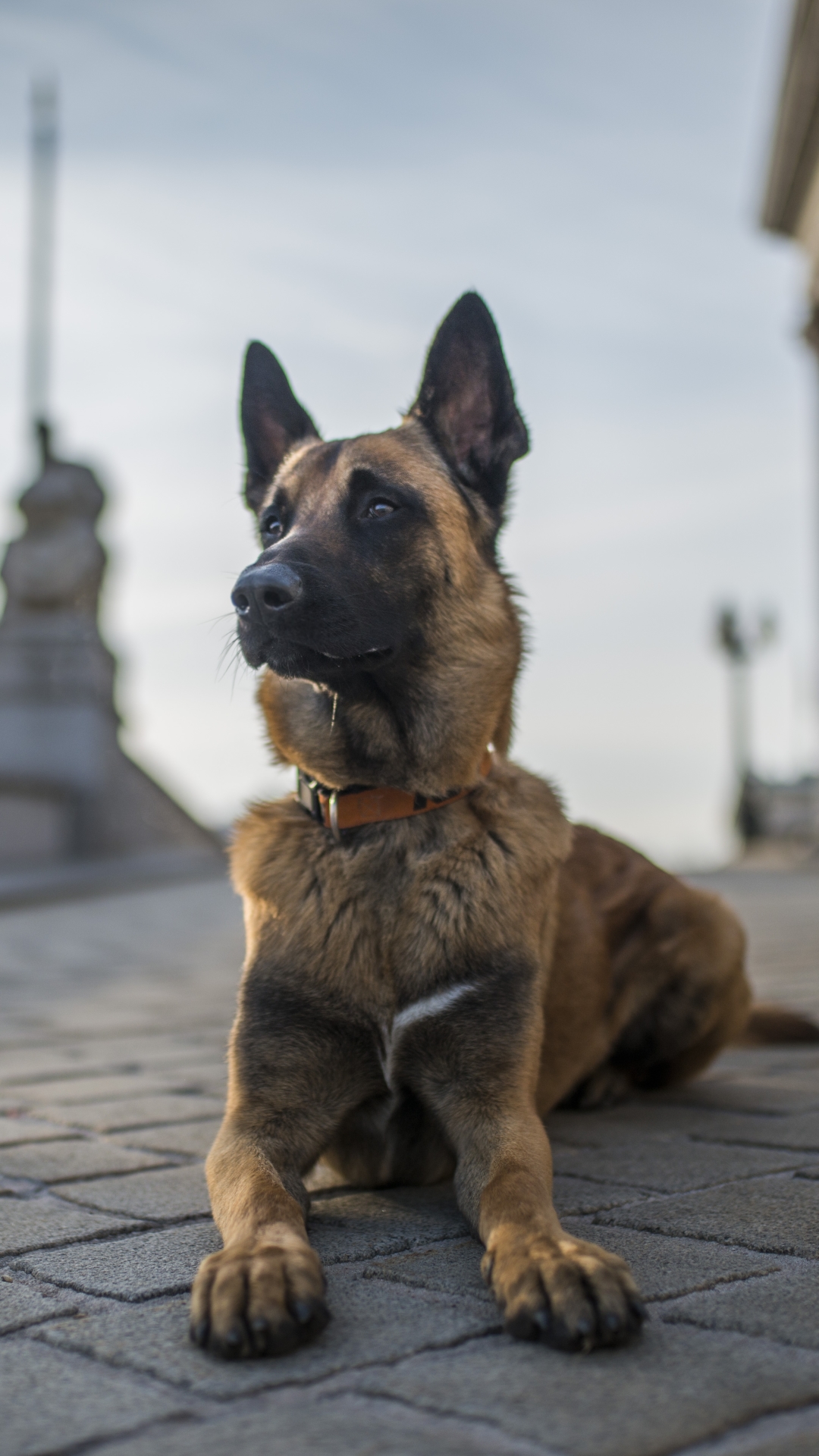 Baixar papel de parede para celular de Animais, Cães, Cão, Pastor Alemão, Profundidade De Campo gratuito.