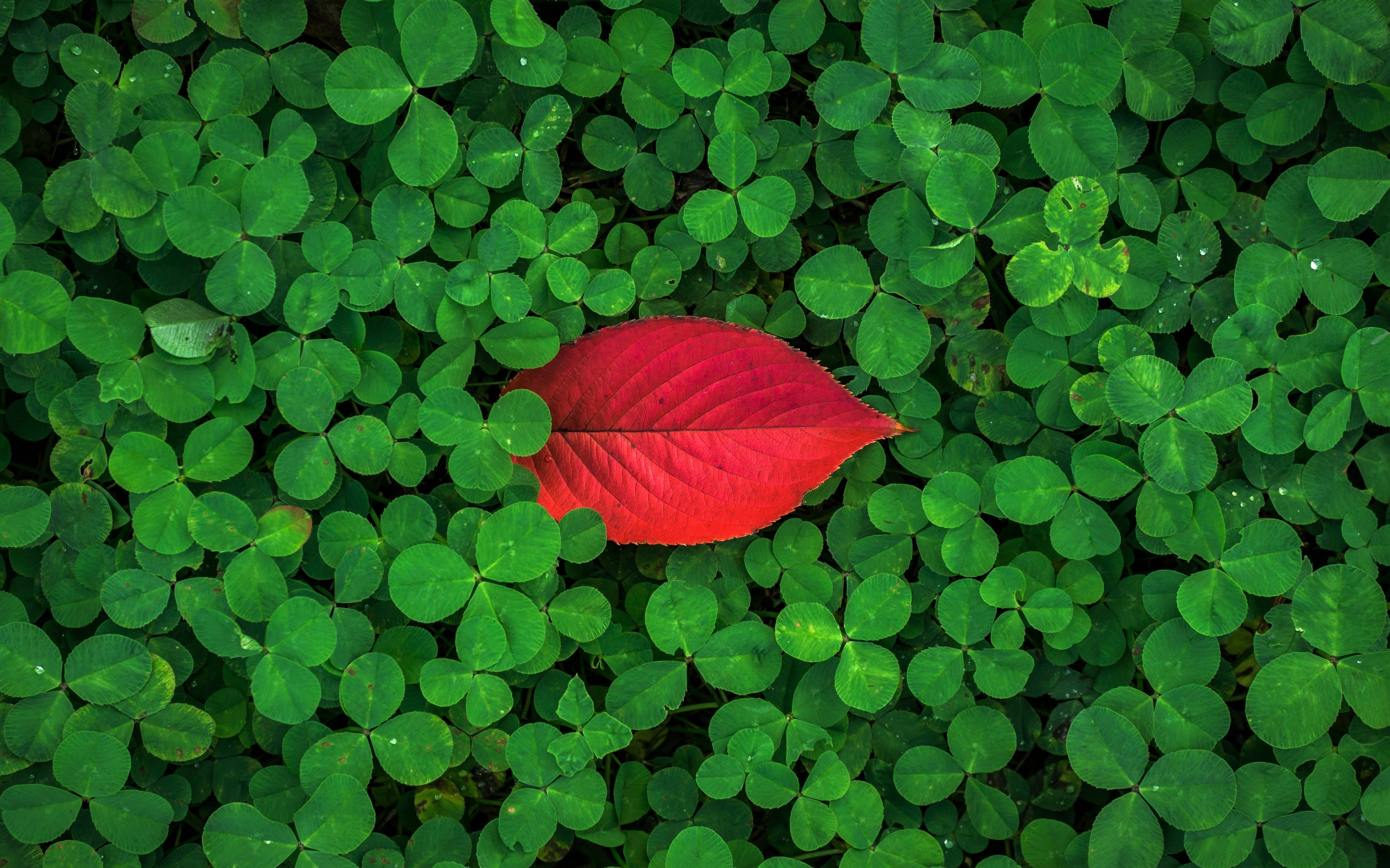 Download mobile wallpaper Leaf, Fall, Earth, Clover for free.